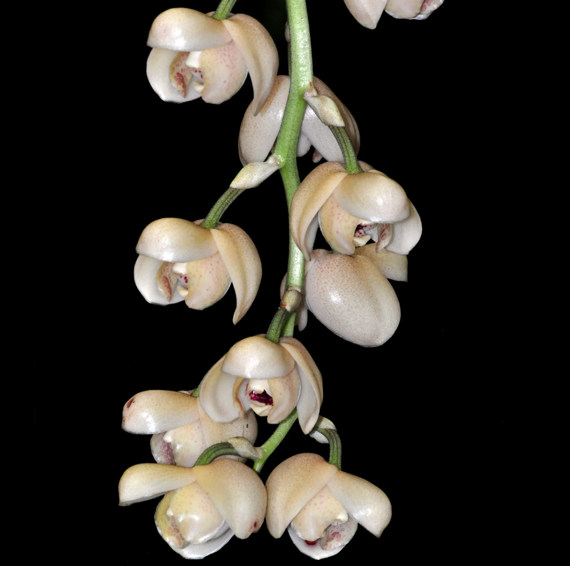 Acineta beyrodtiana