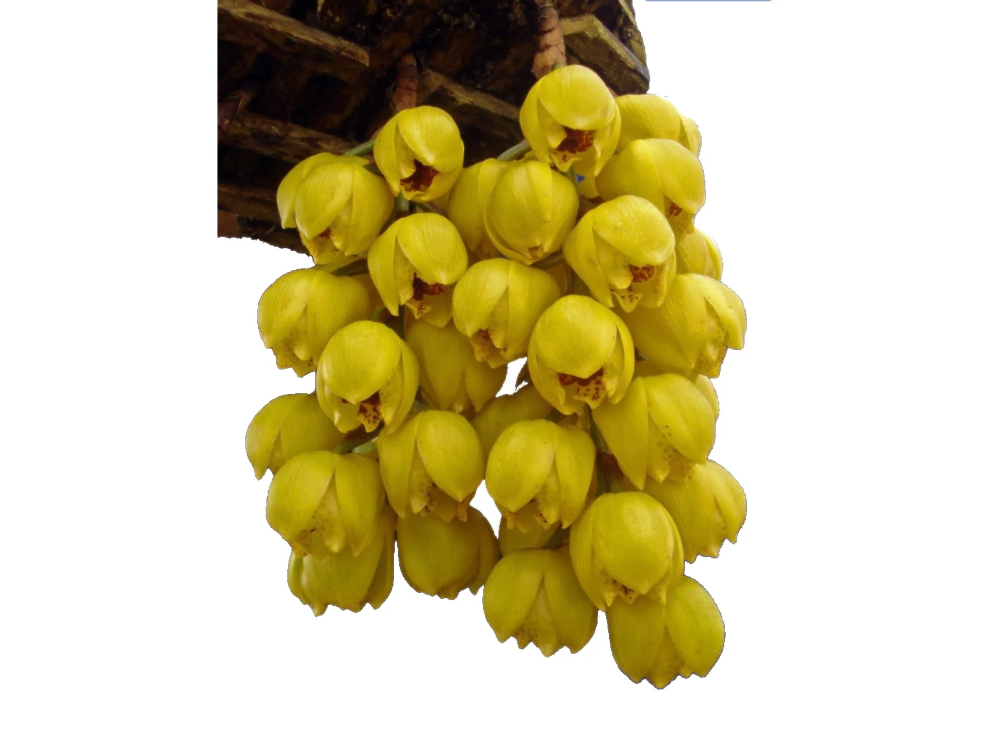 Acineta densa