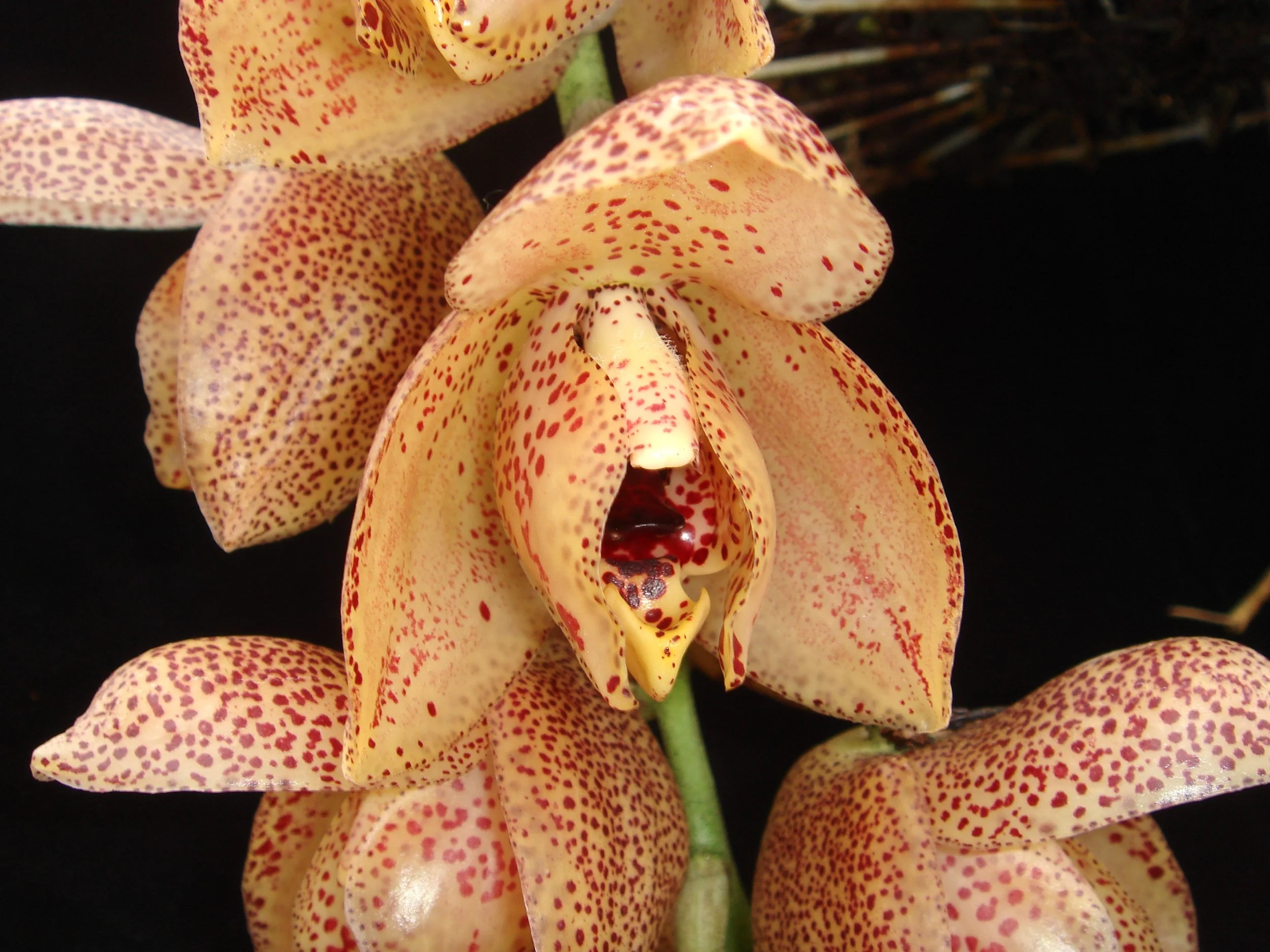 Acineta superba