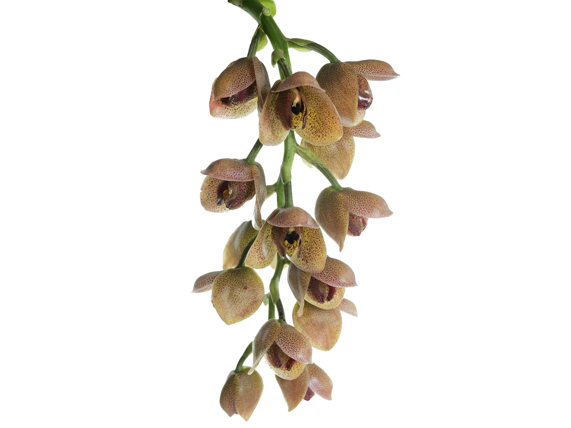 Acineta superba - Image 2