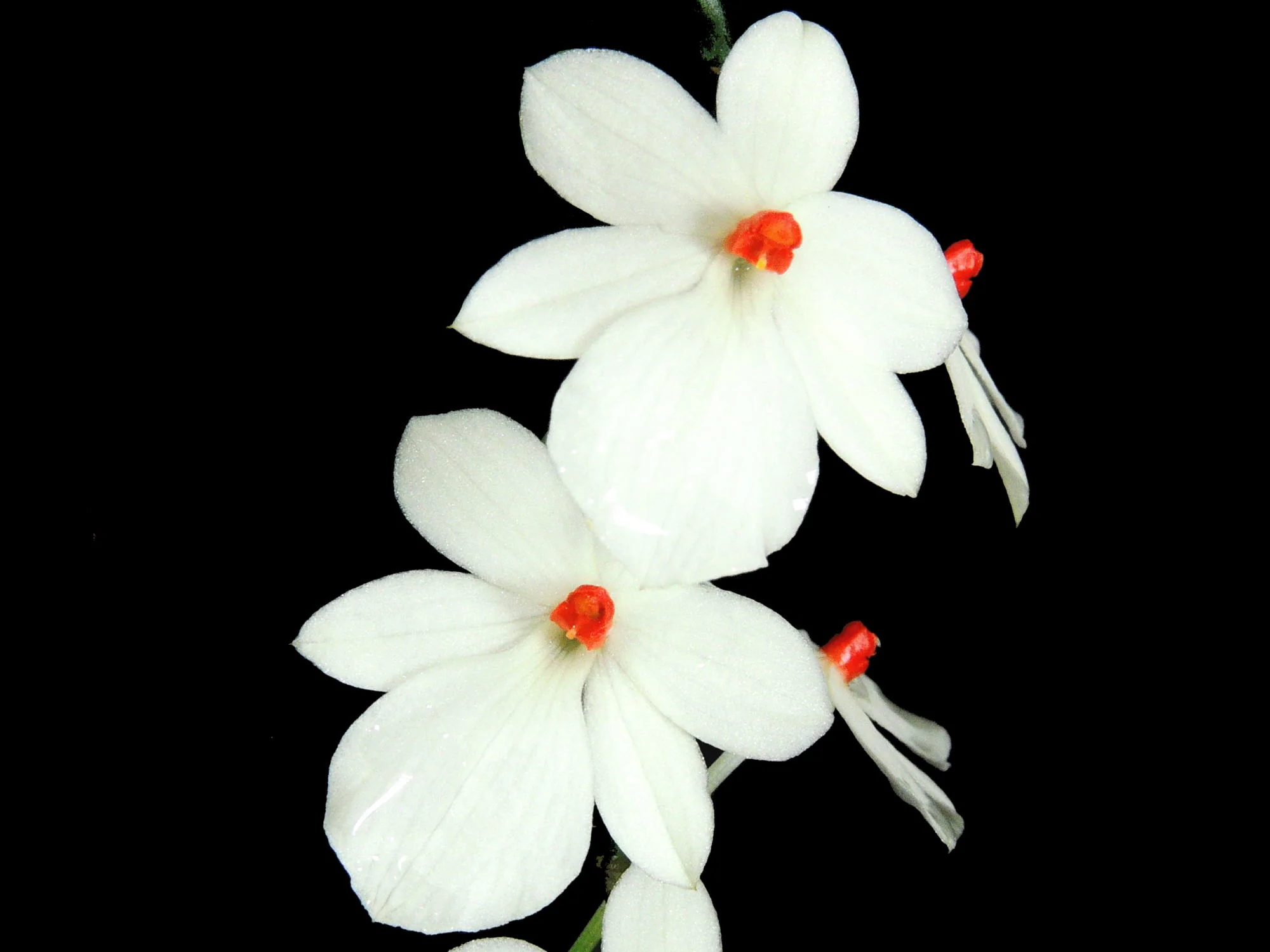 Aerangis luteoalba var rhodosticta (5 cm Topf)