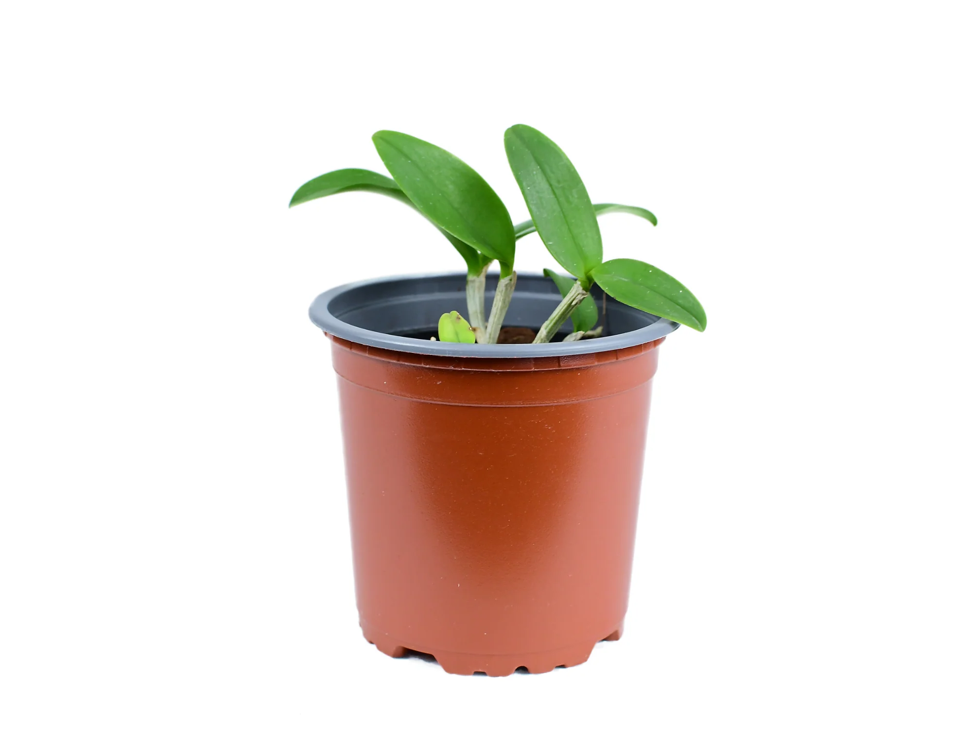 Aeranthes ramosa - Image 2