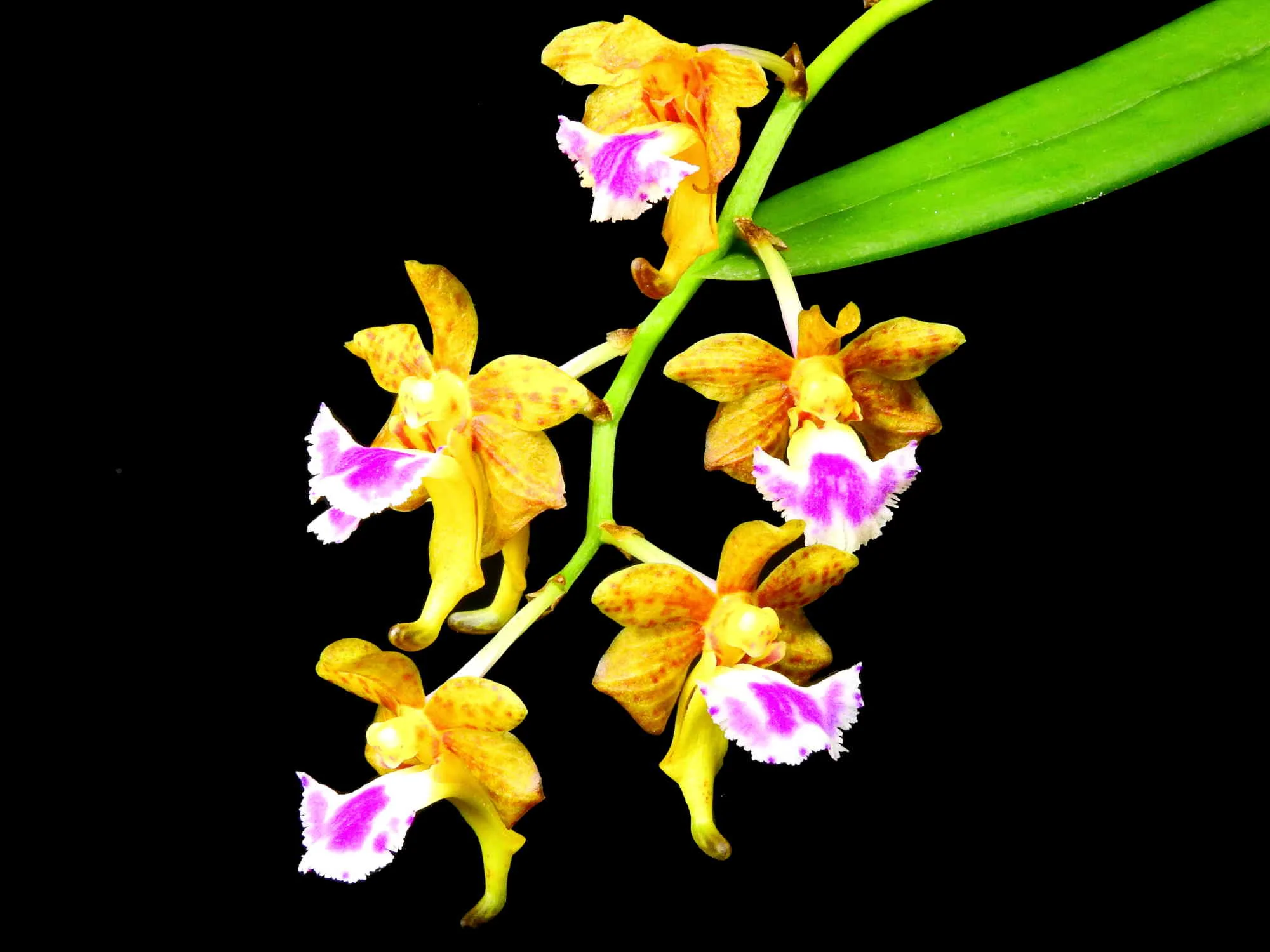 Aerides (syn. Vanda) flabellata OP in vitro