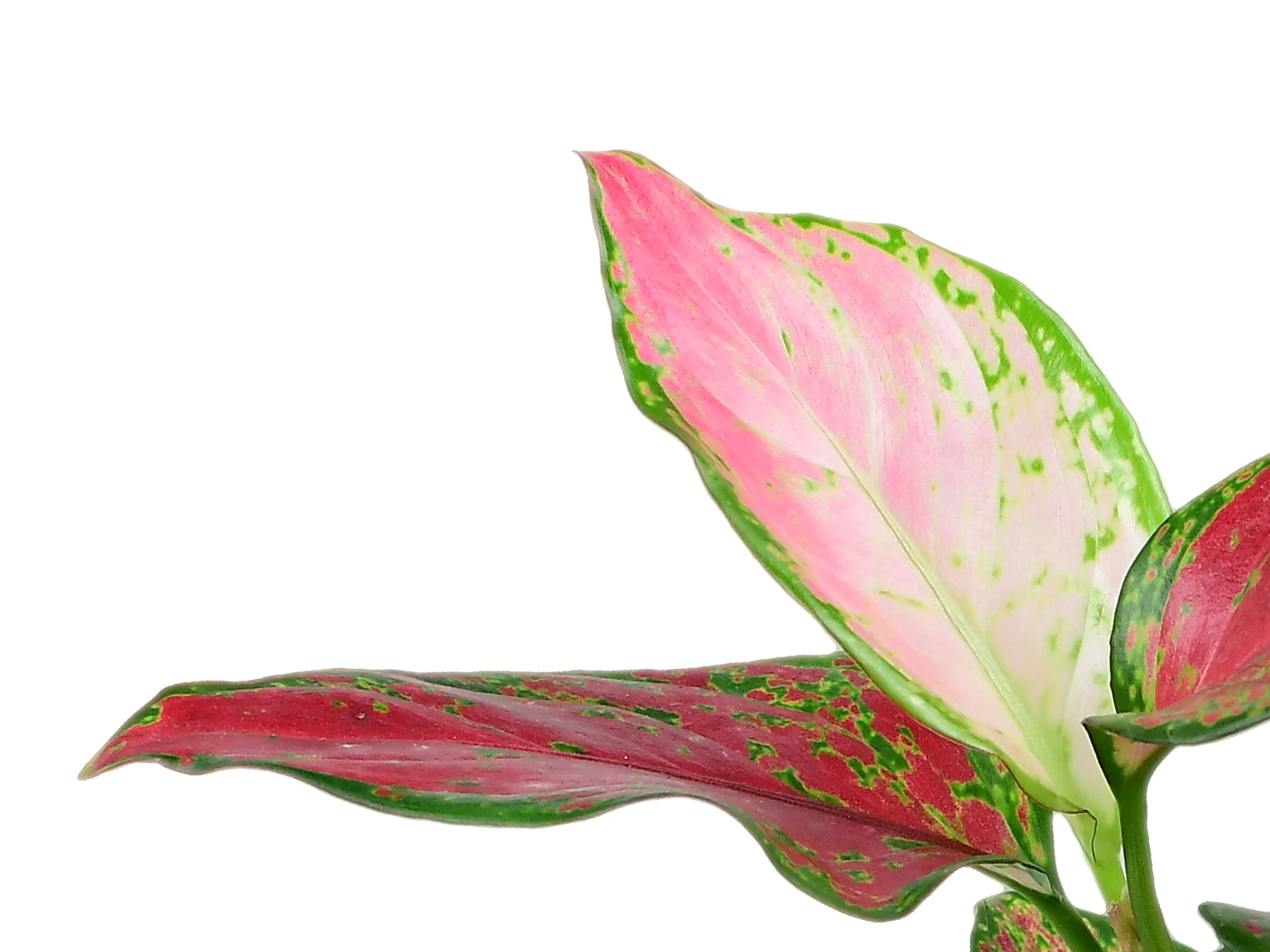 Aglaonema Fugui Red - Image 2