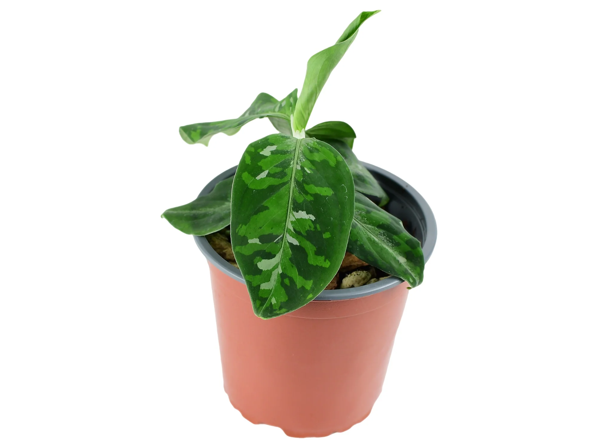 Aglaonema pictum 'Tricolor' (11cm Topf)