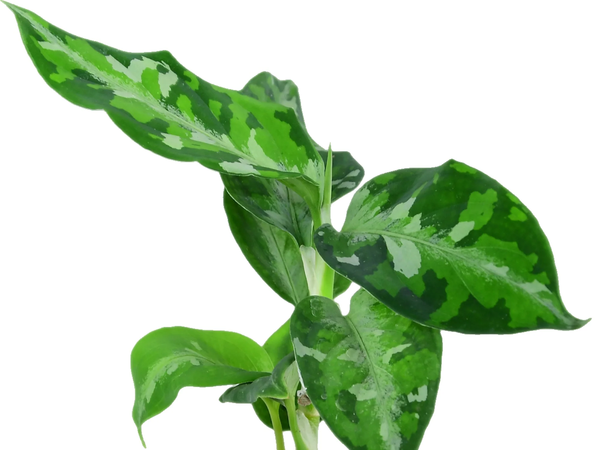 Aglaonema pictum 'Tricolor' (11cm Topf) - Image 2