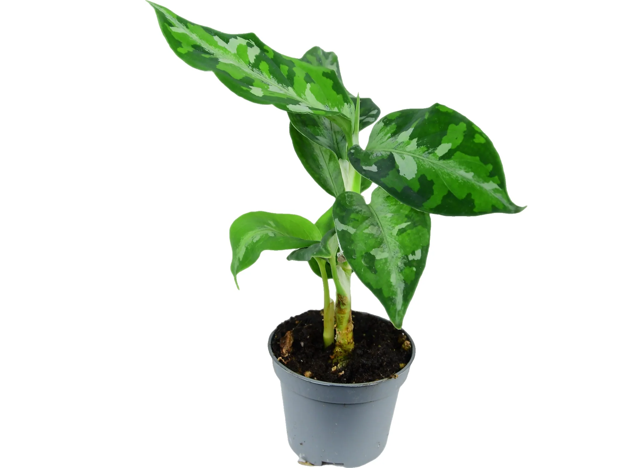 Aglaonema pictum 'Tricolor' (11cm Topf) - Image 3