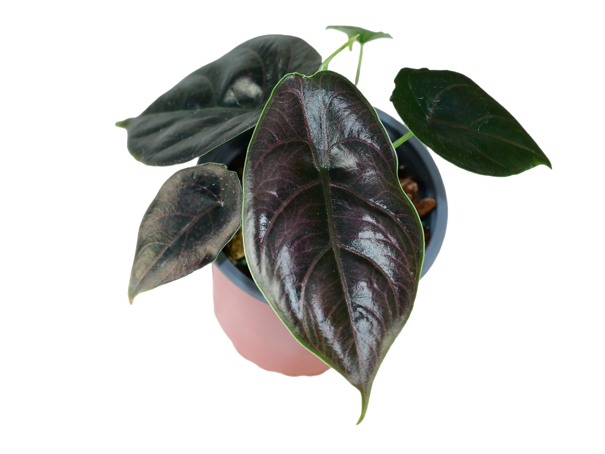 Alocasia azlanii S (11 cm Topf)