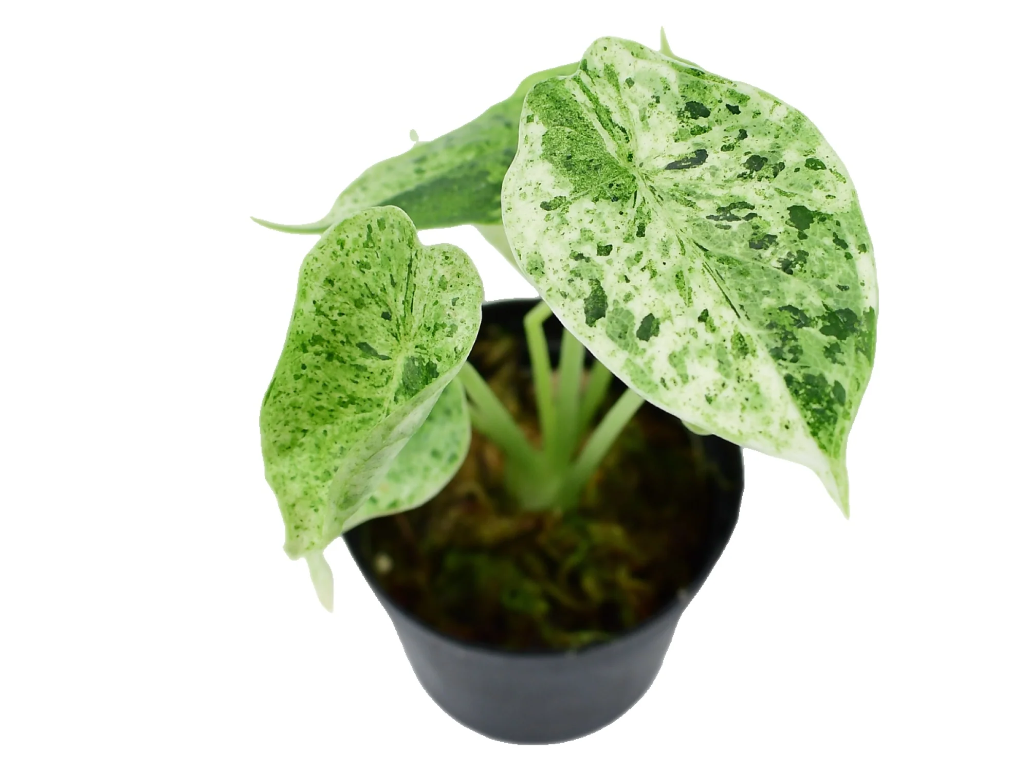 Alocasia baginda 'Dragon Scale Mint' XS (5,5cm Topf) - Image 3