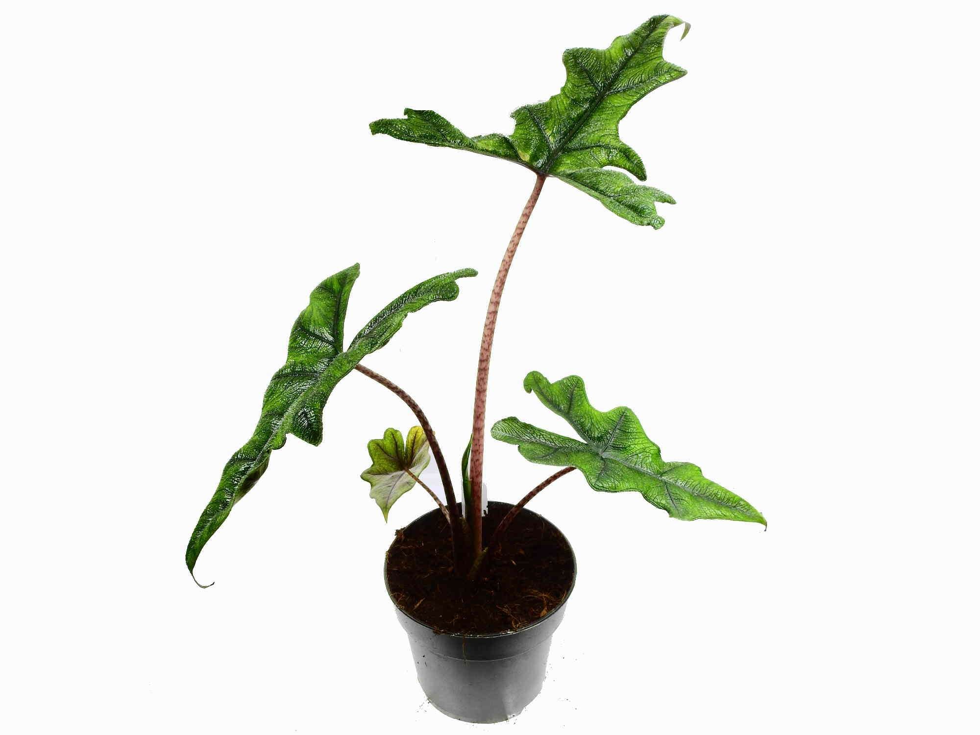 Alocasia tandurusa 'Jacklyn' (11cm Topf)