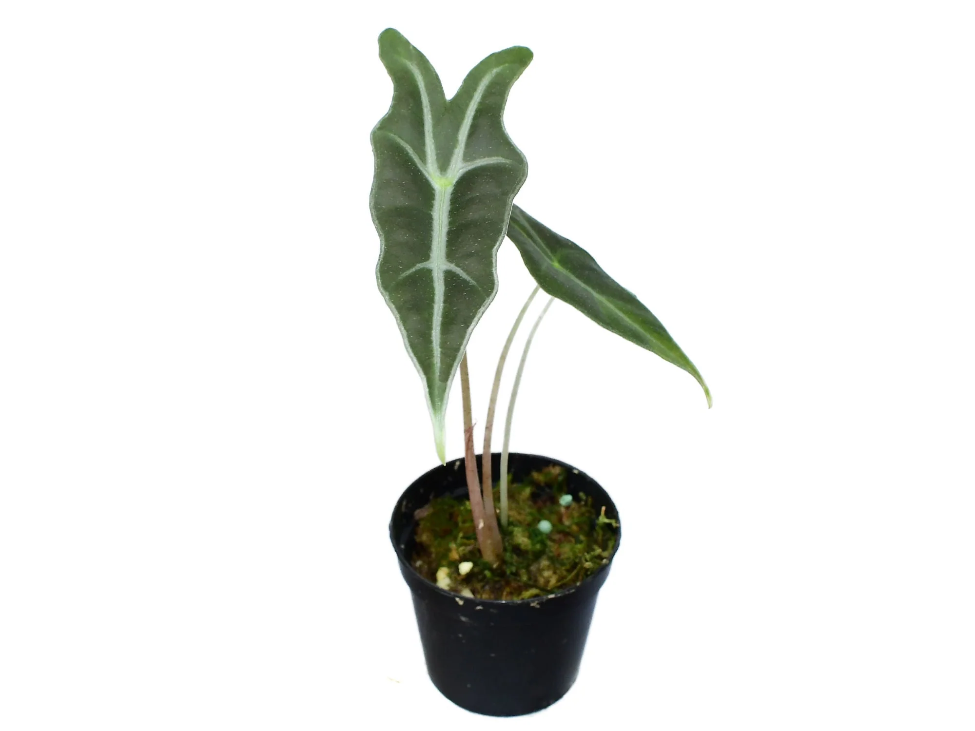 Vorschaubild 1
