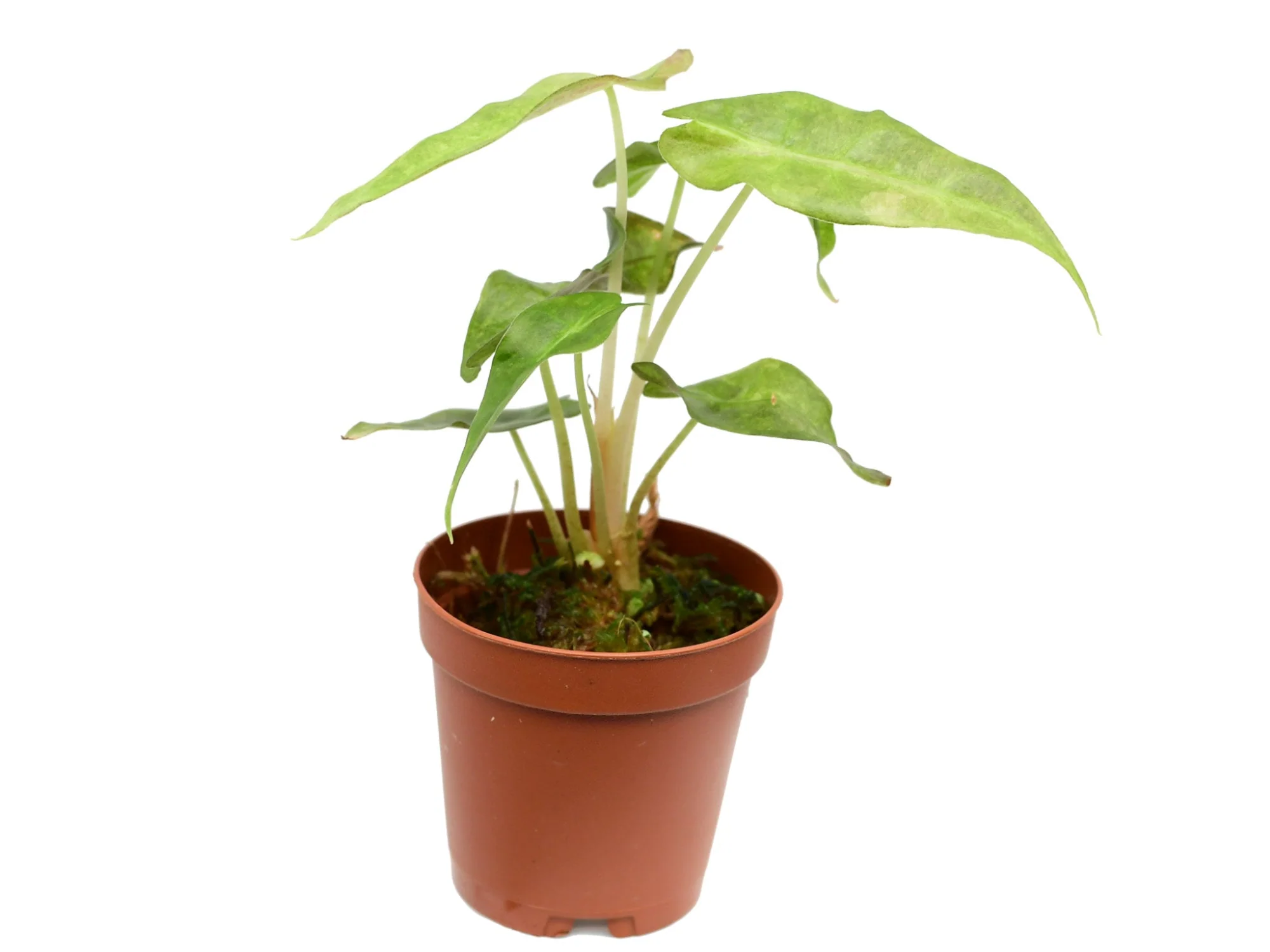 Alocasia X amazonica 'Polly' Yellow variegated (11cm Topf)