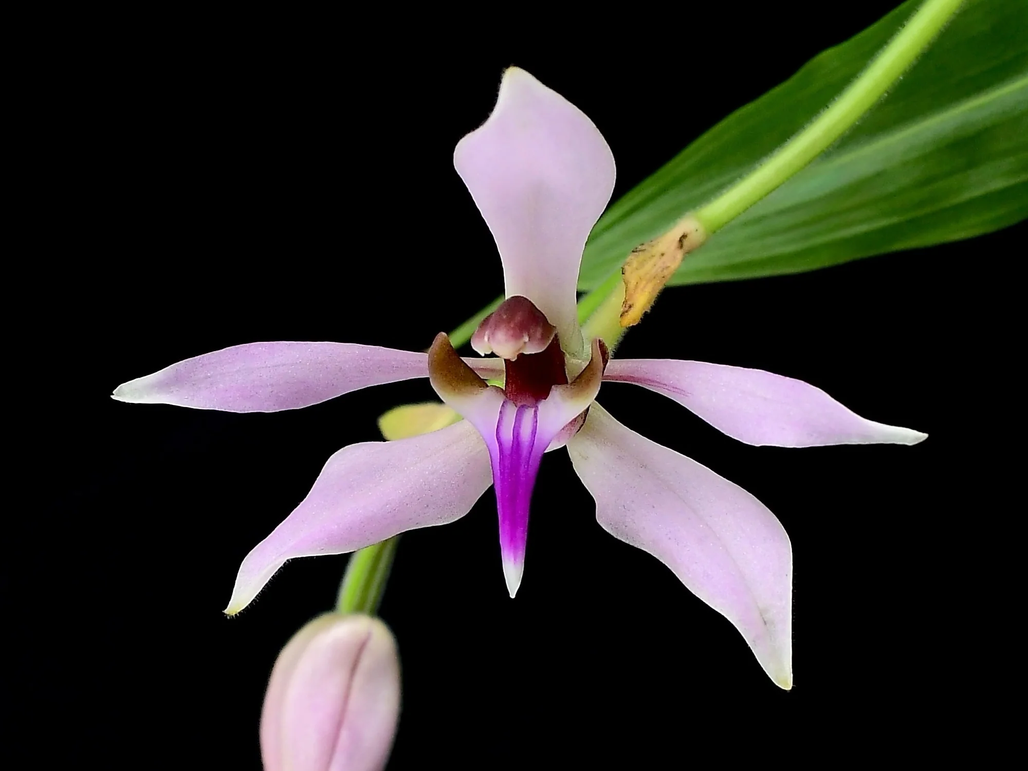 Ancistrochilus rothschildianus - Image 2