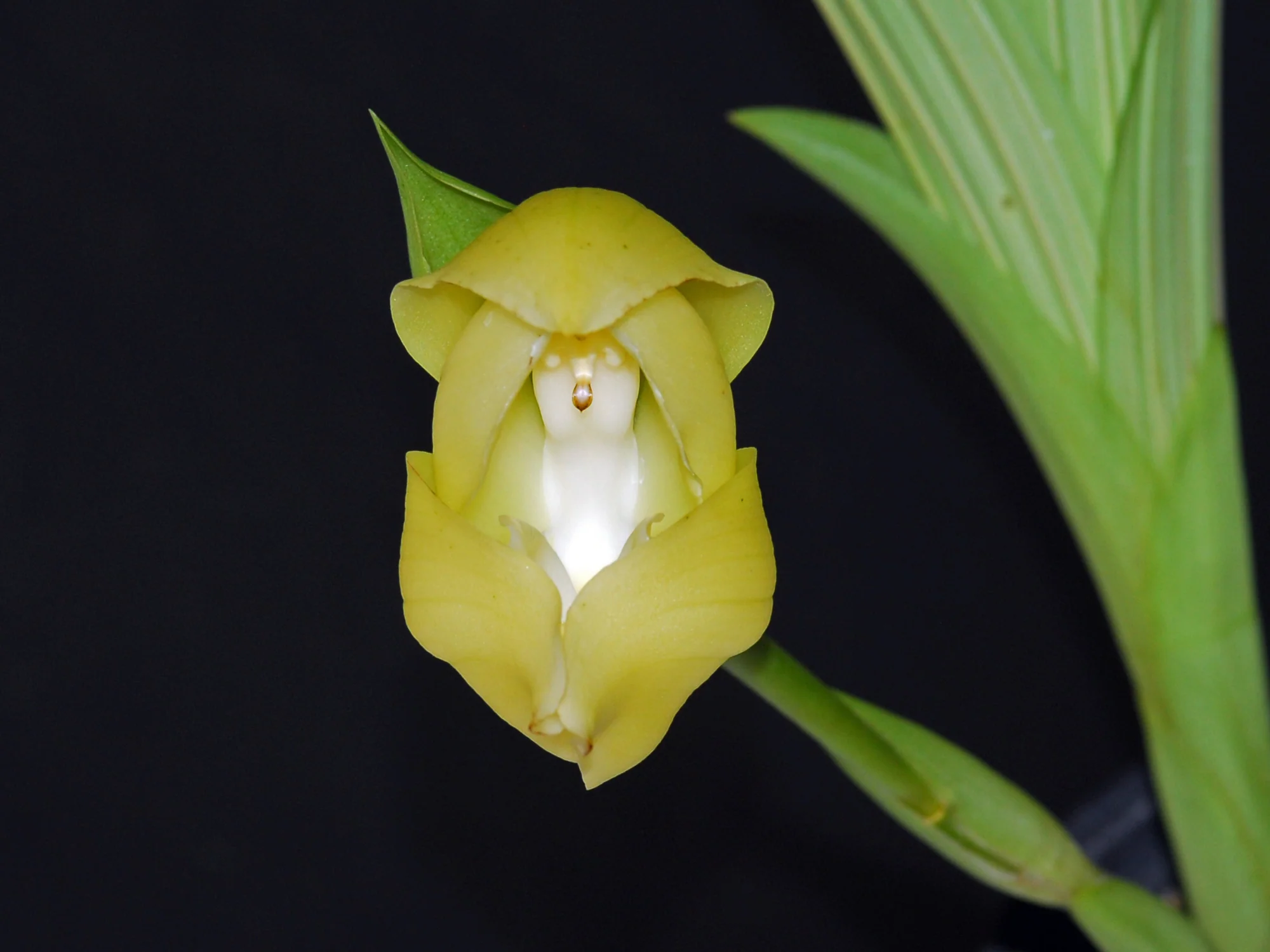 Anguloa Safia - Image 2
