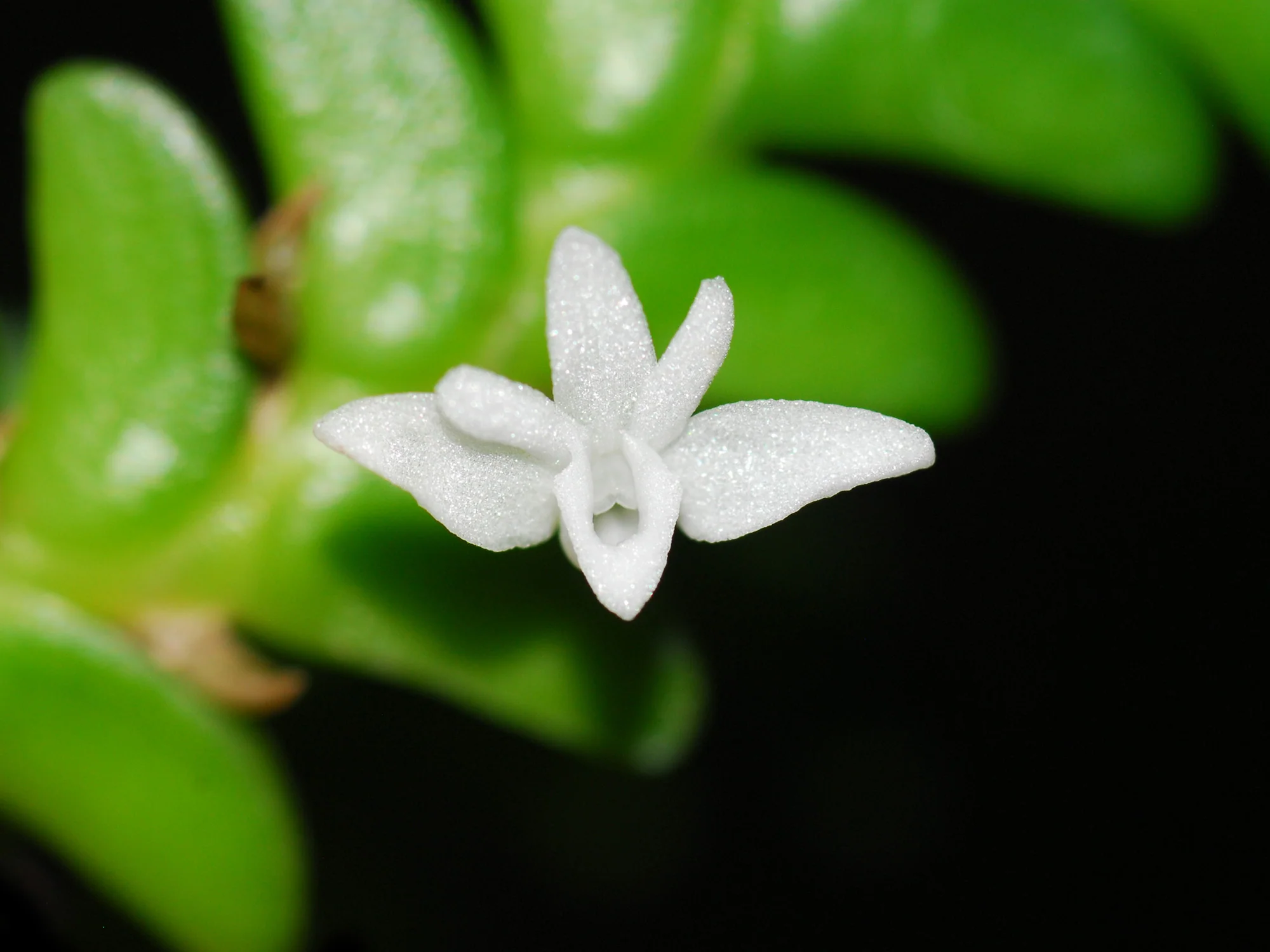 Angraecum distichum (5 cm Topf)