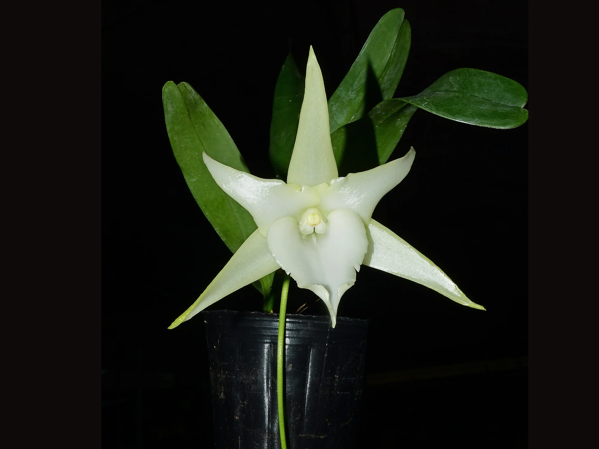 Angraecum Lai's Star (16 cm Ampeltopf)
