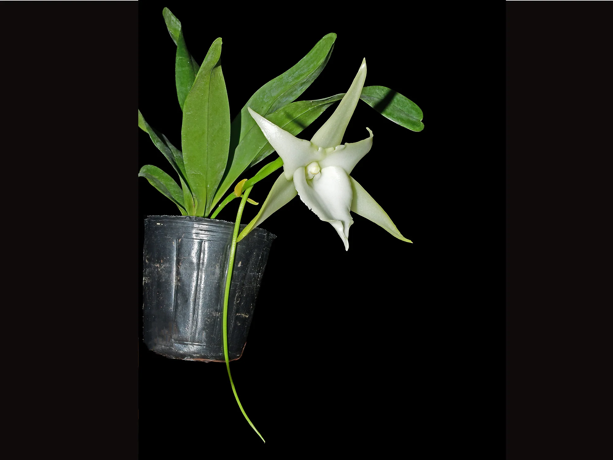 Angraecum Lai's Star (16 cm Ampeltopf) - Image 2