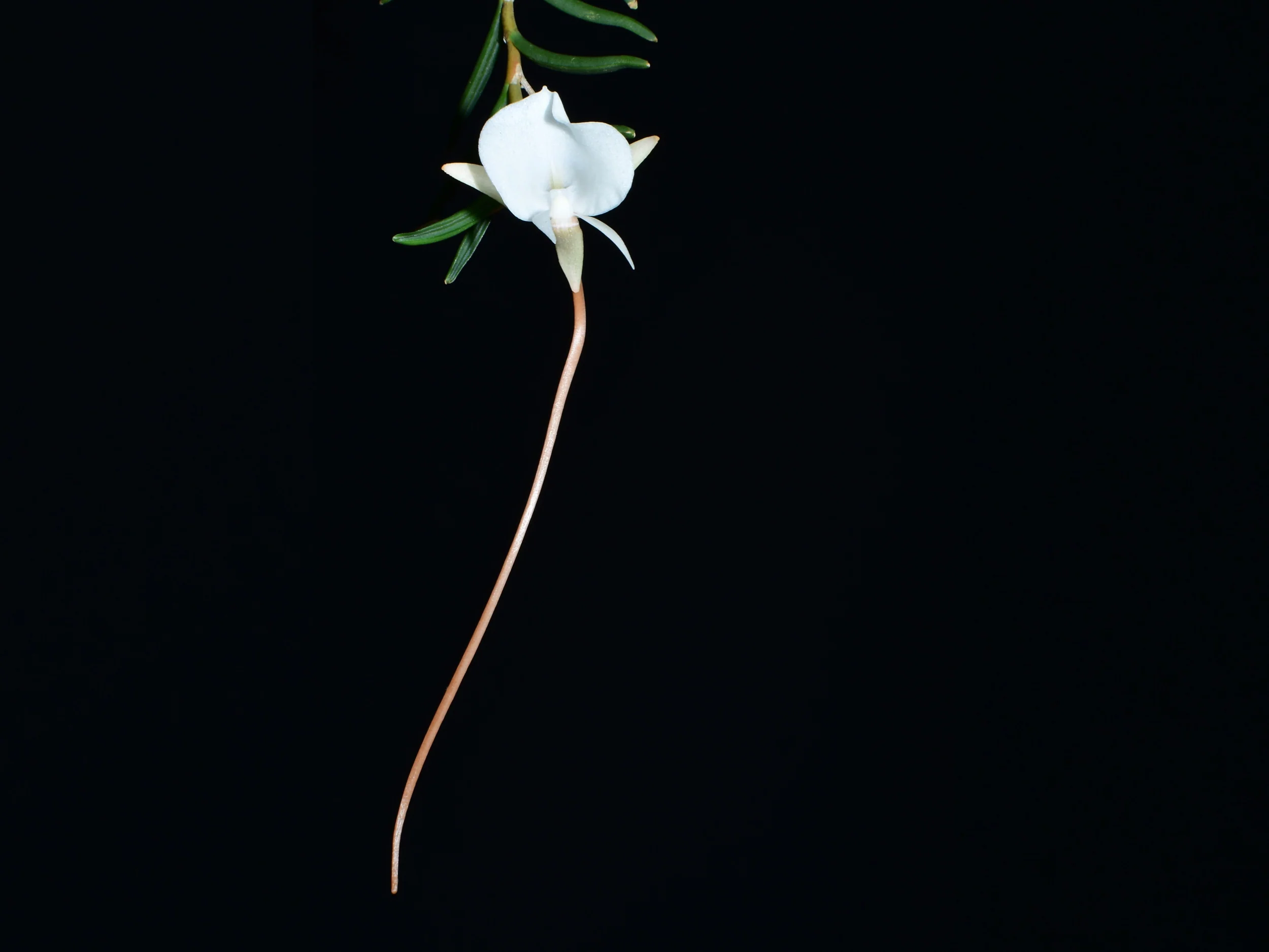 Angraecum pseudofilicornu (9cm Topf) - Image 2
