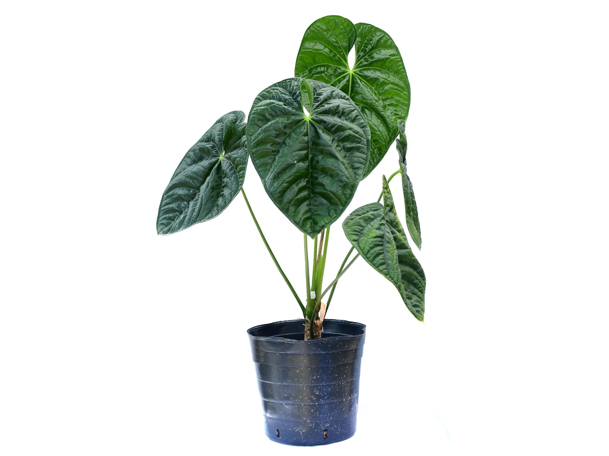 Anthurium After Midnight - Image 2