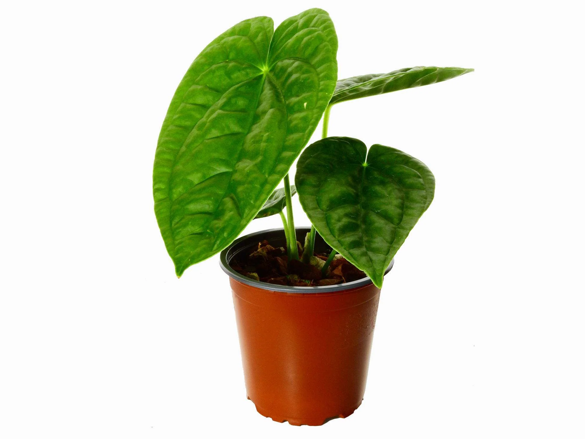 Anthurium After Midnight - Image 3