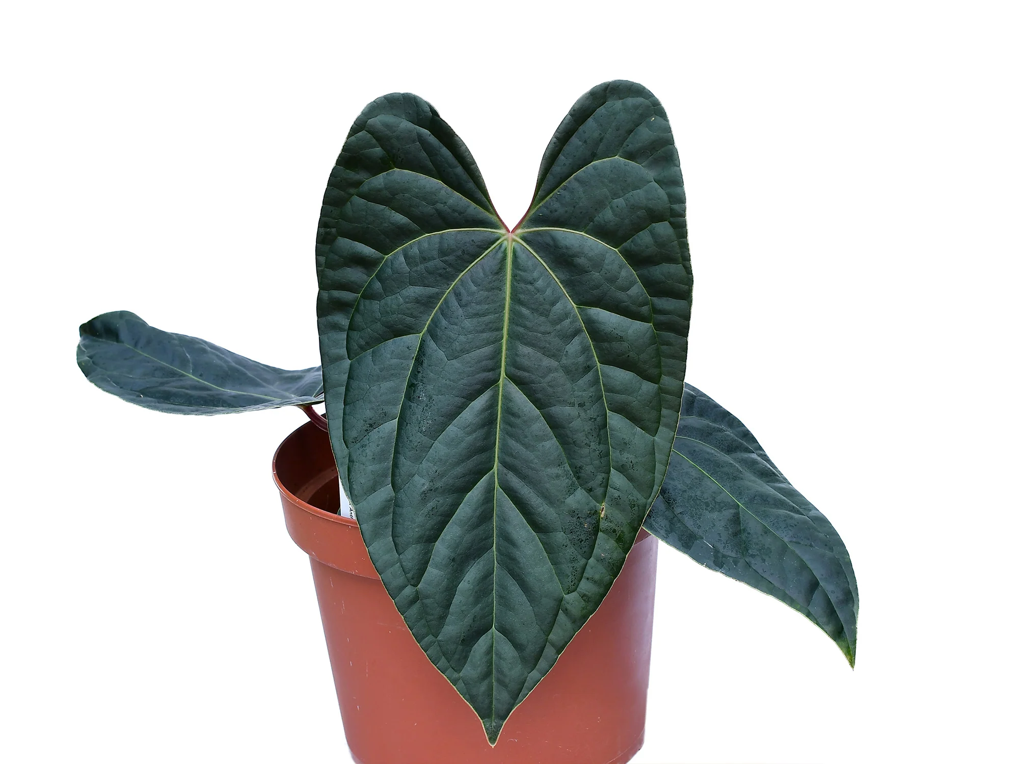 Anthurium Amazon Diamond 'Inverse crossing' - Image 2
