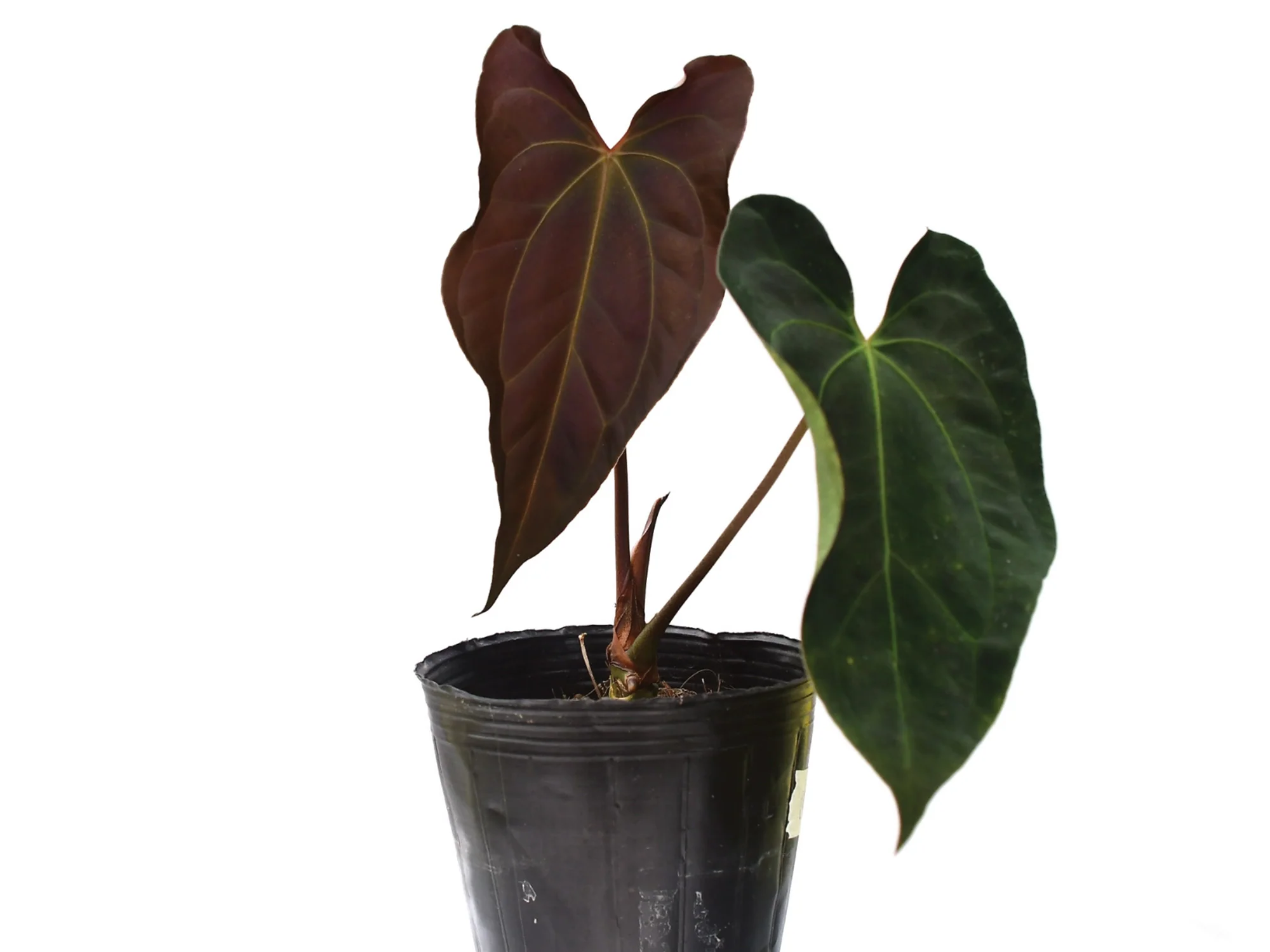 Anthurium Neon Lace