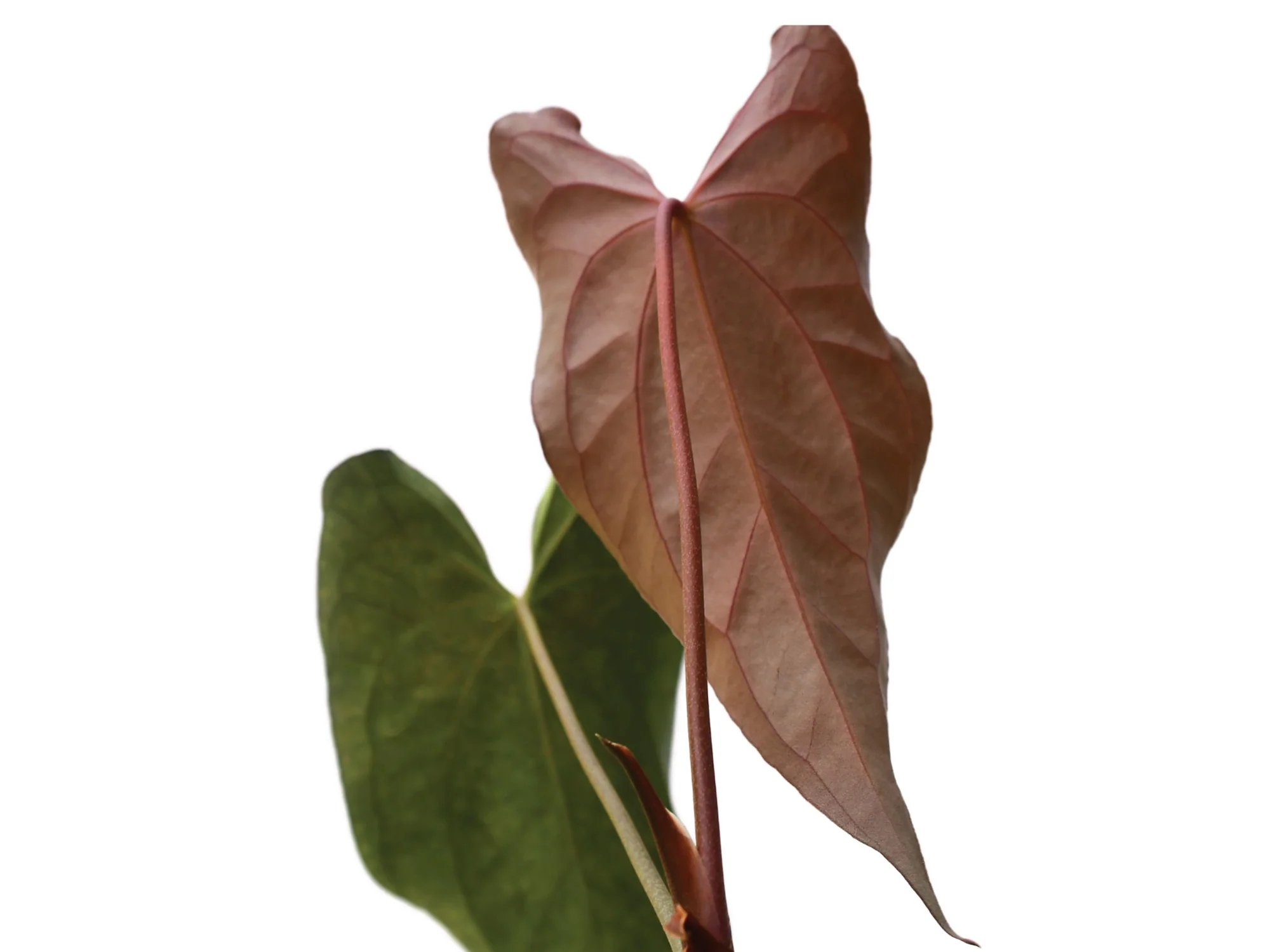 Anthurium Neon Lace - Image 2