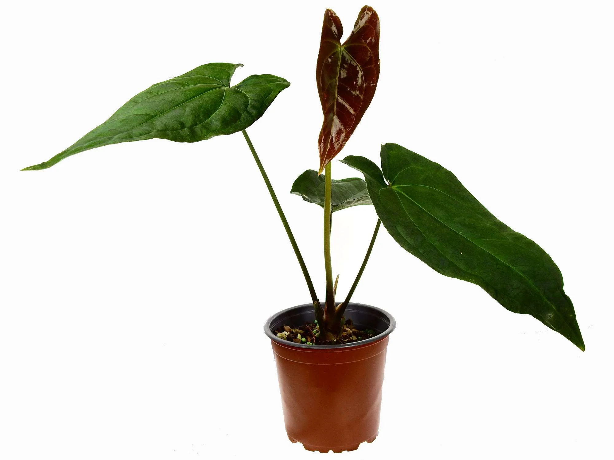 Anthurium Black Anaconda