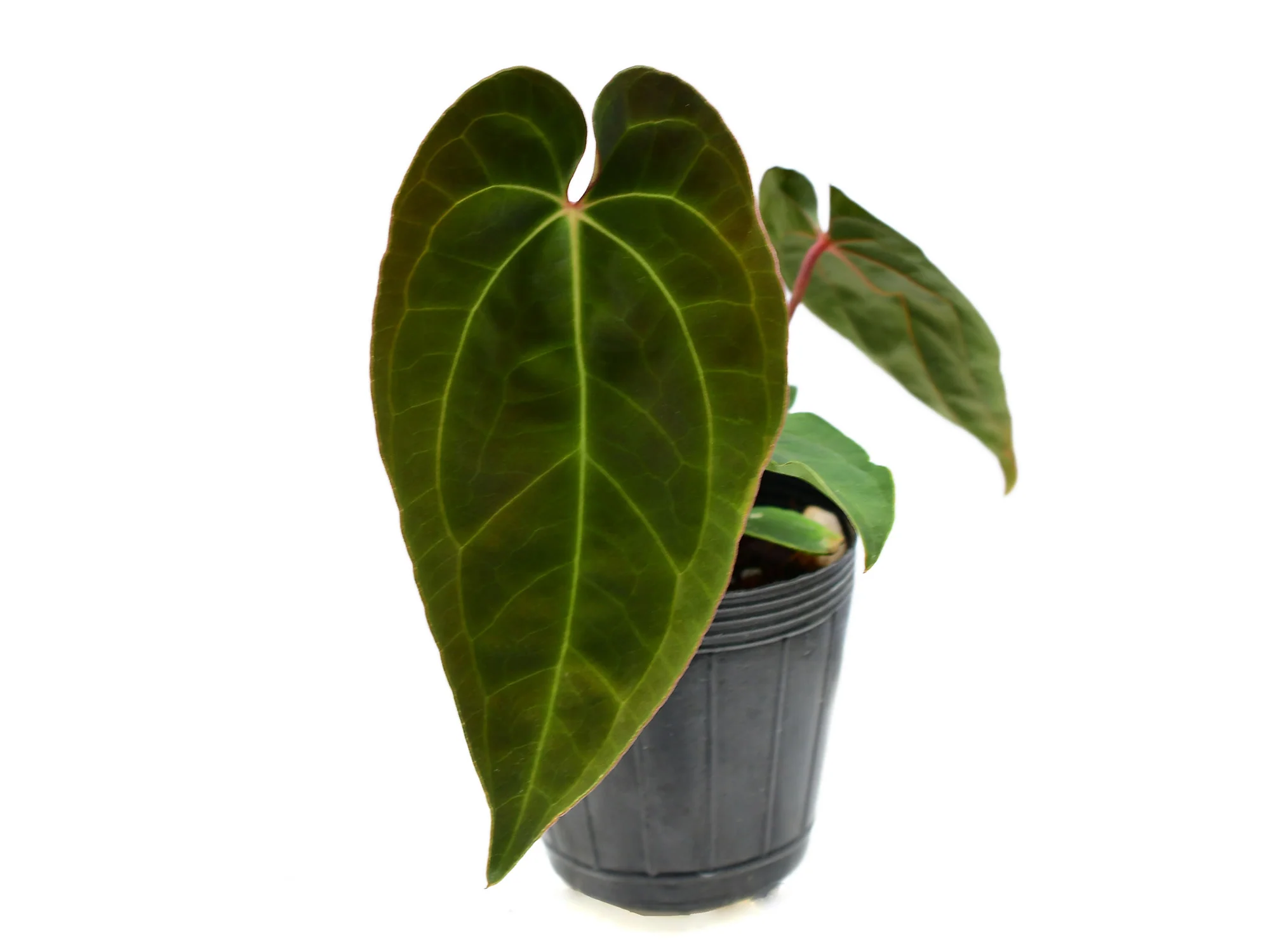 Anthurium Velvet Abyss