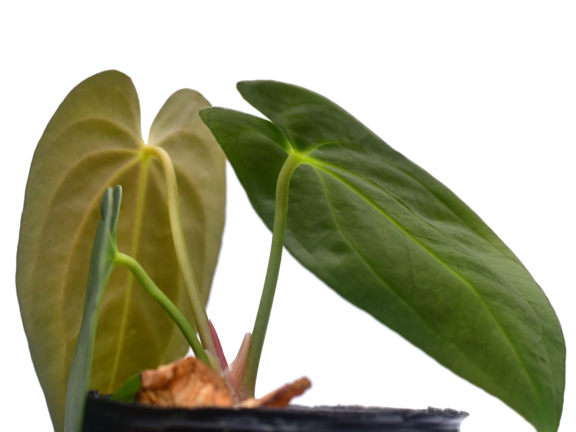 Anthurium Velvet Abyss - Image 3