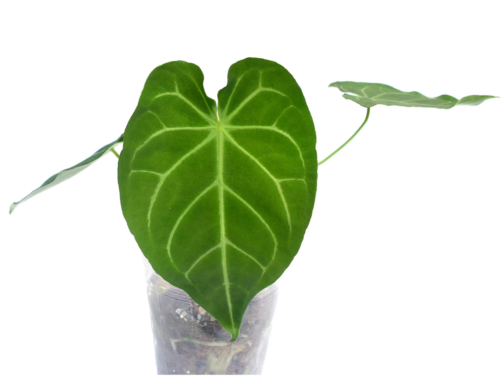 Anthurium Nexus - Image 2