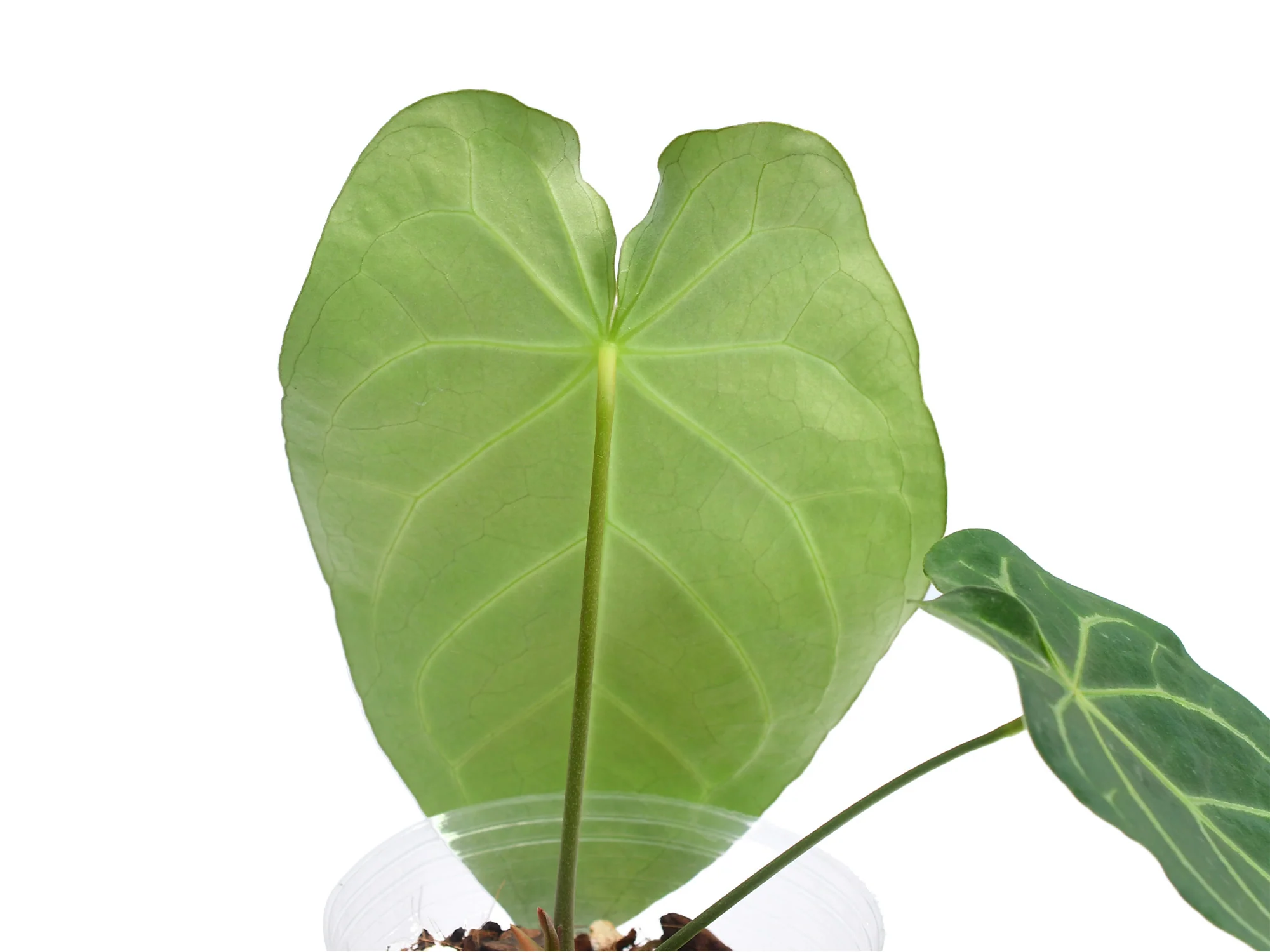 Anthurium Nexus - Image 3