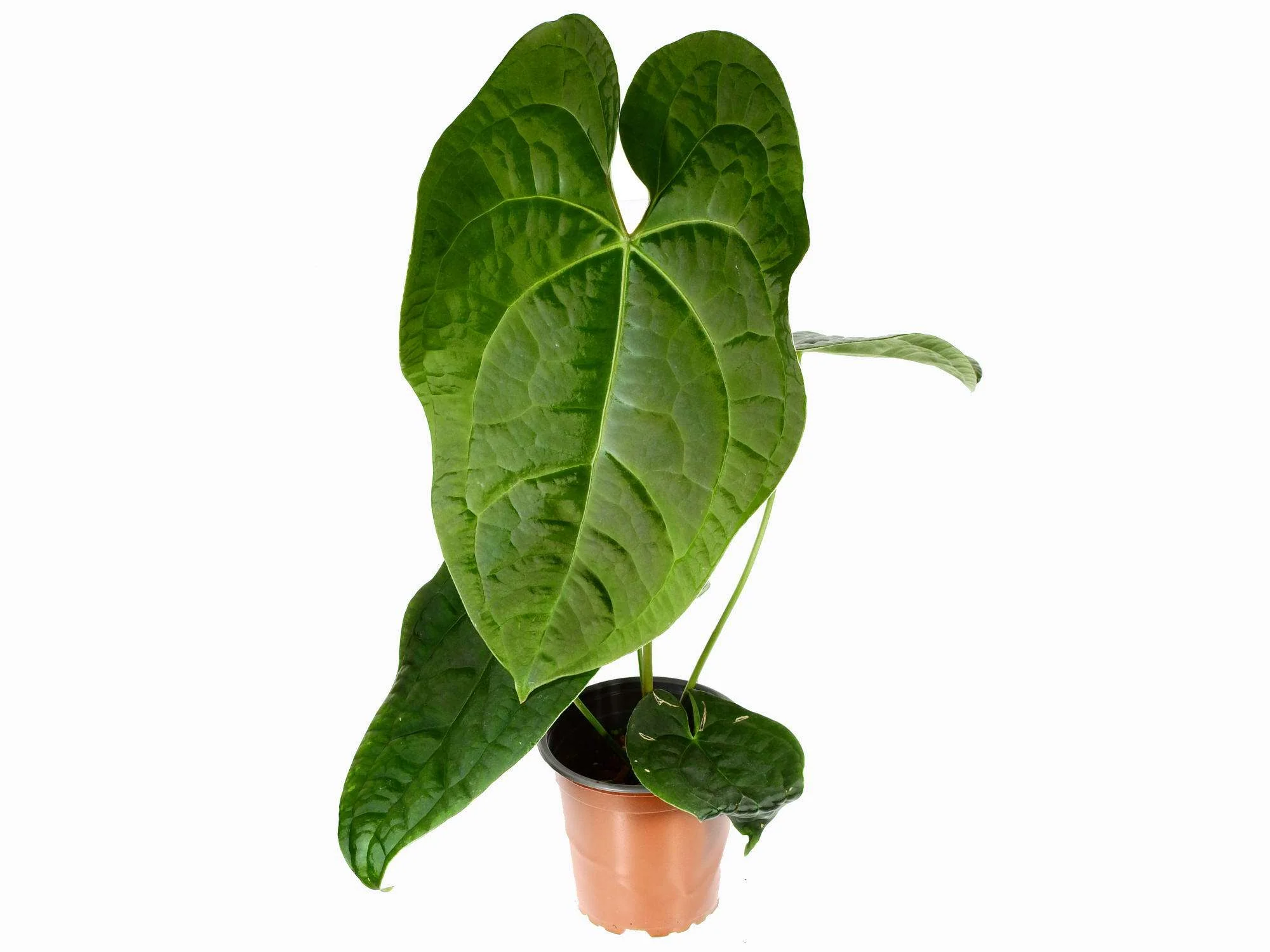 Anthurium David Portilla Dreams 'Inverse'