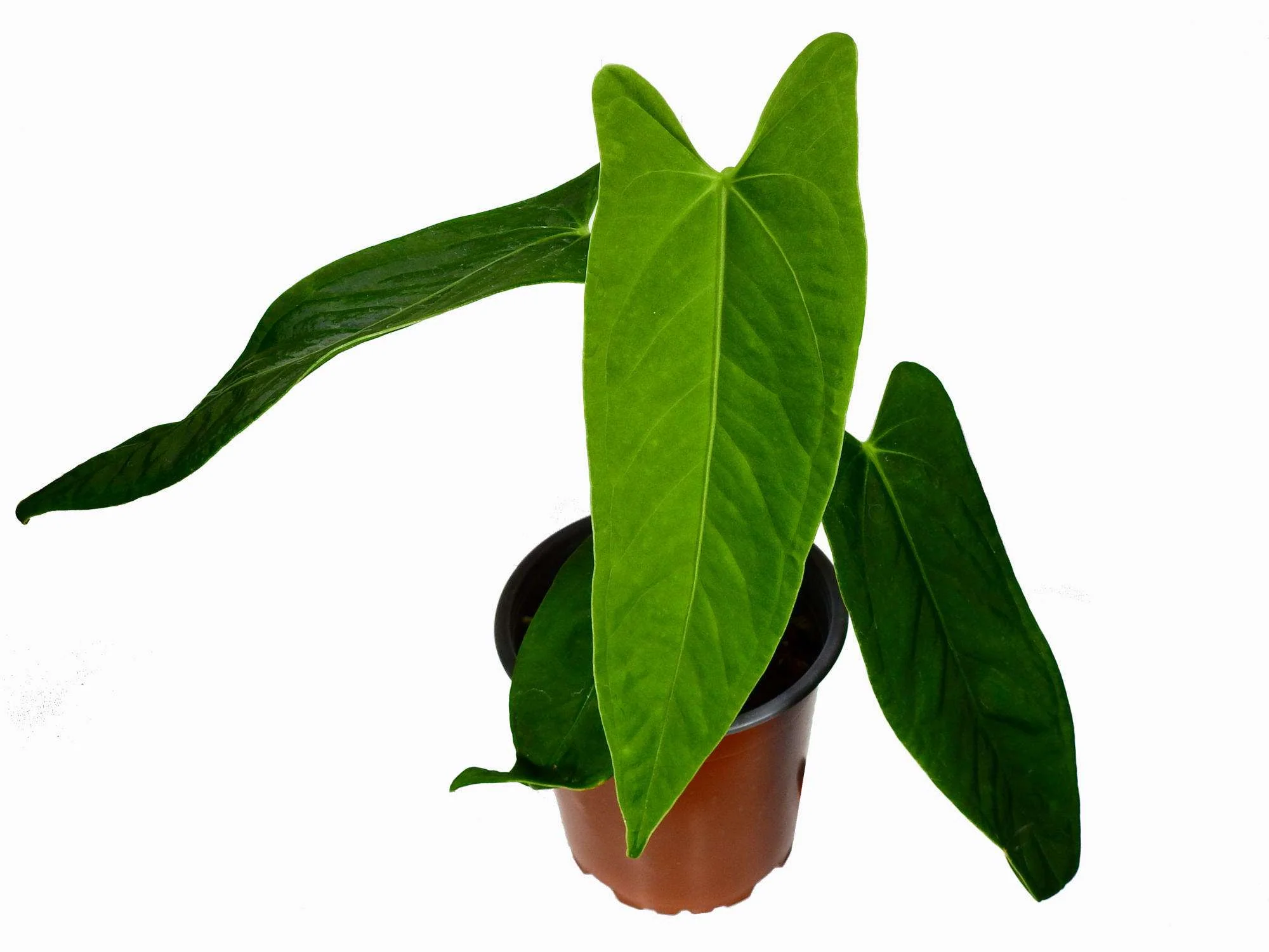 Anthurium Dr. Kiat Tan S - Image 2