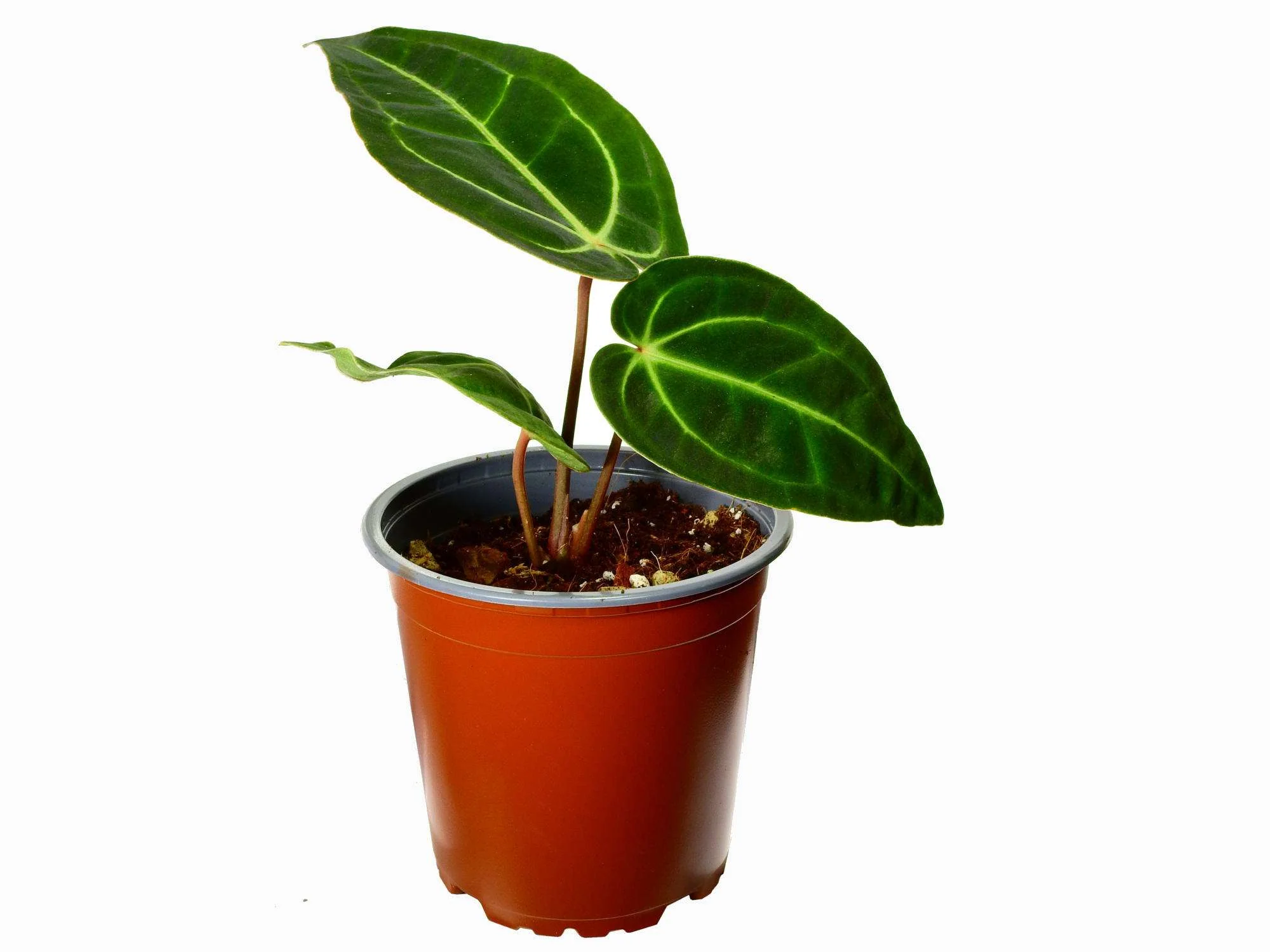 Anthurium Dr. Tom Croat