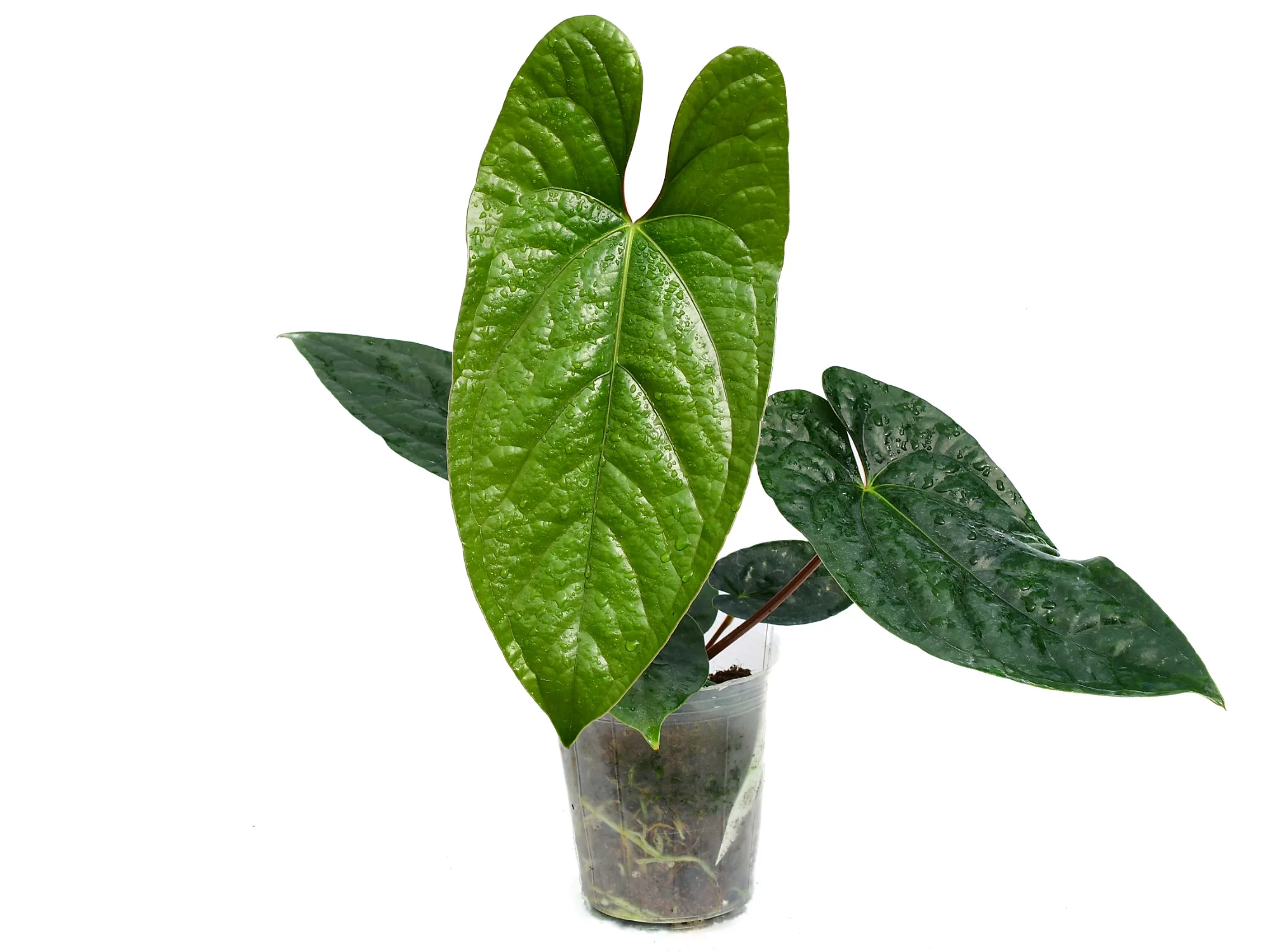 Anthurium Happy Bunny