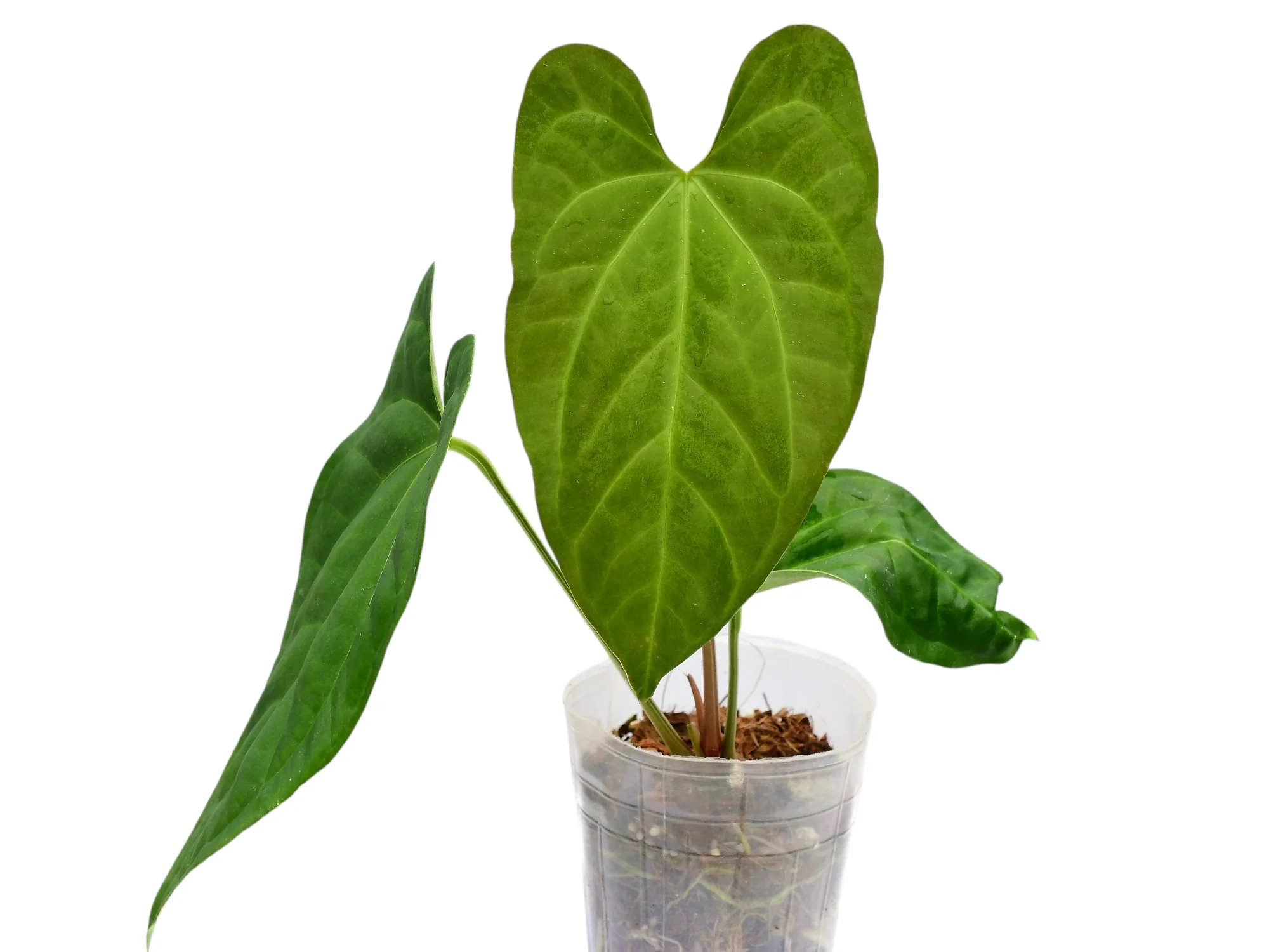 Anthurium Heart of the Amazon