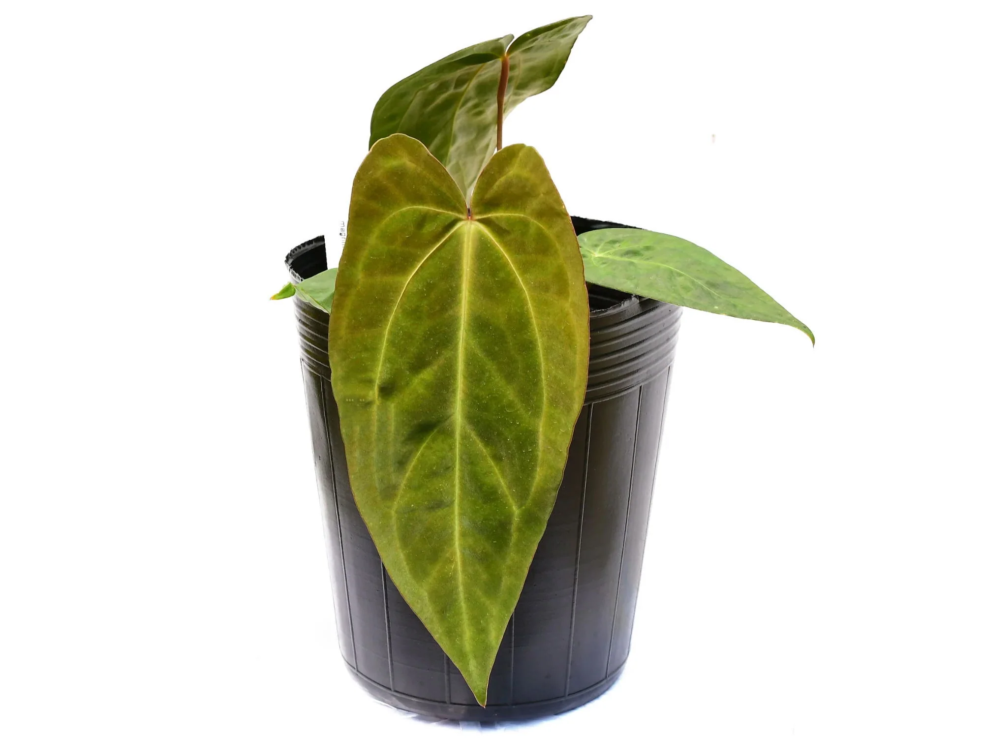 Anthurium Lavinia