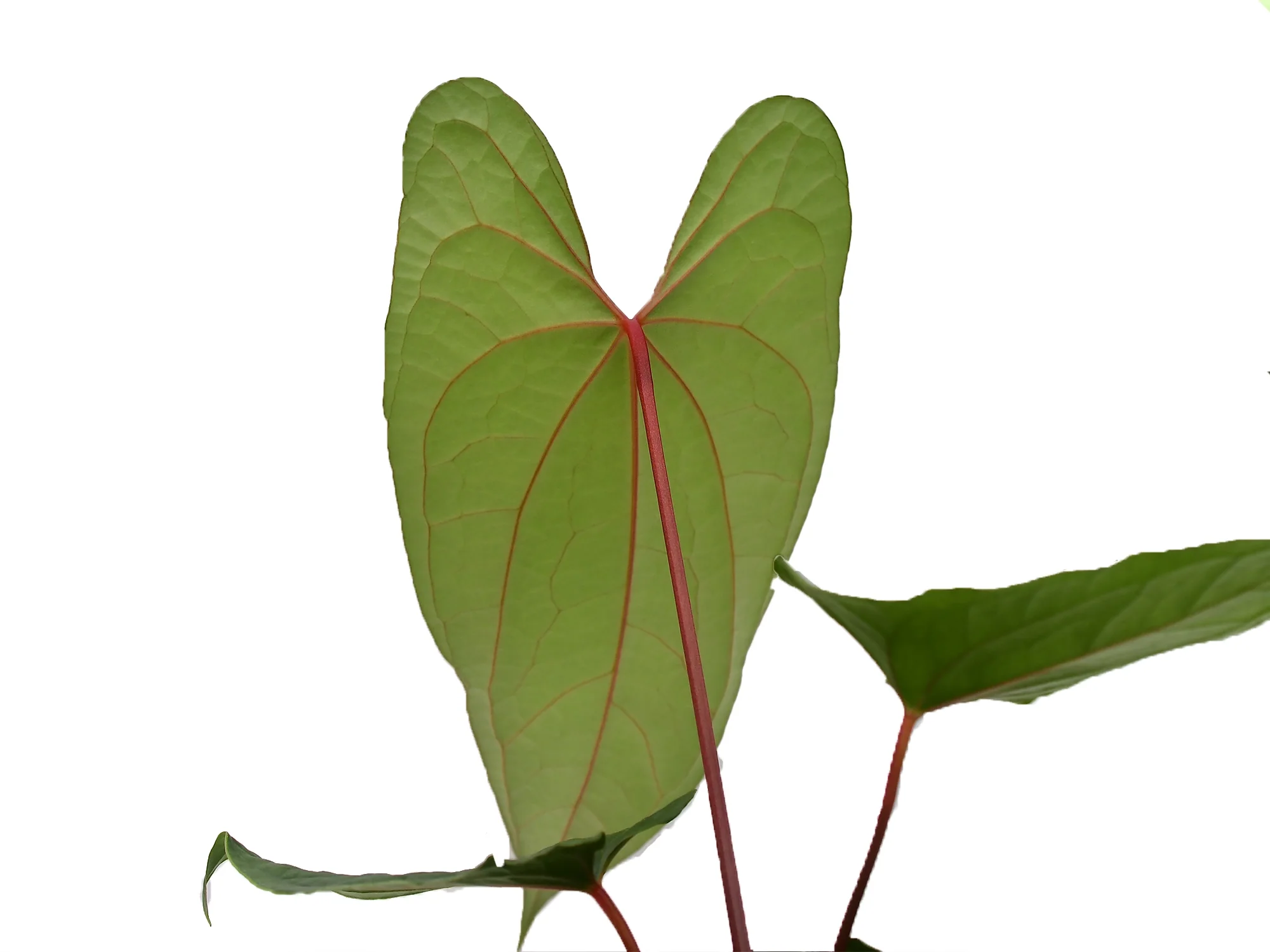 Anthurium Velvet Eclipse - Image 2