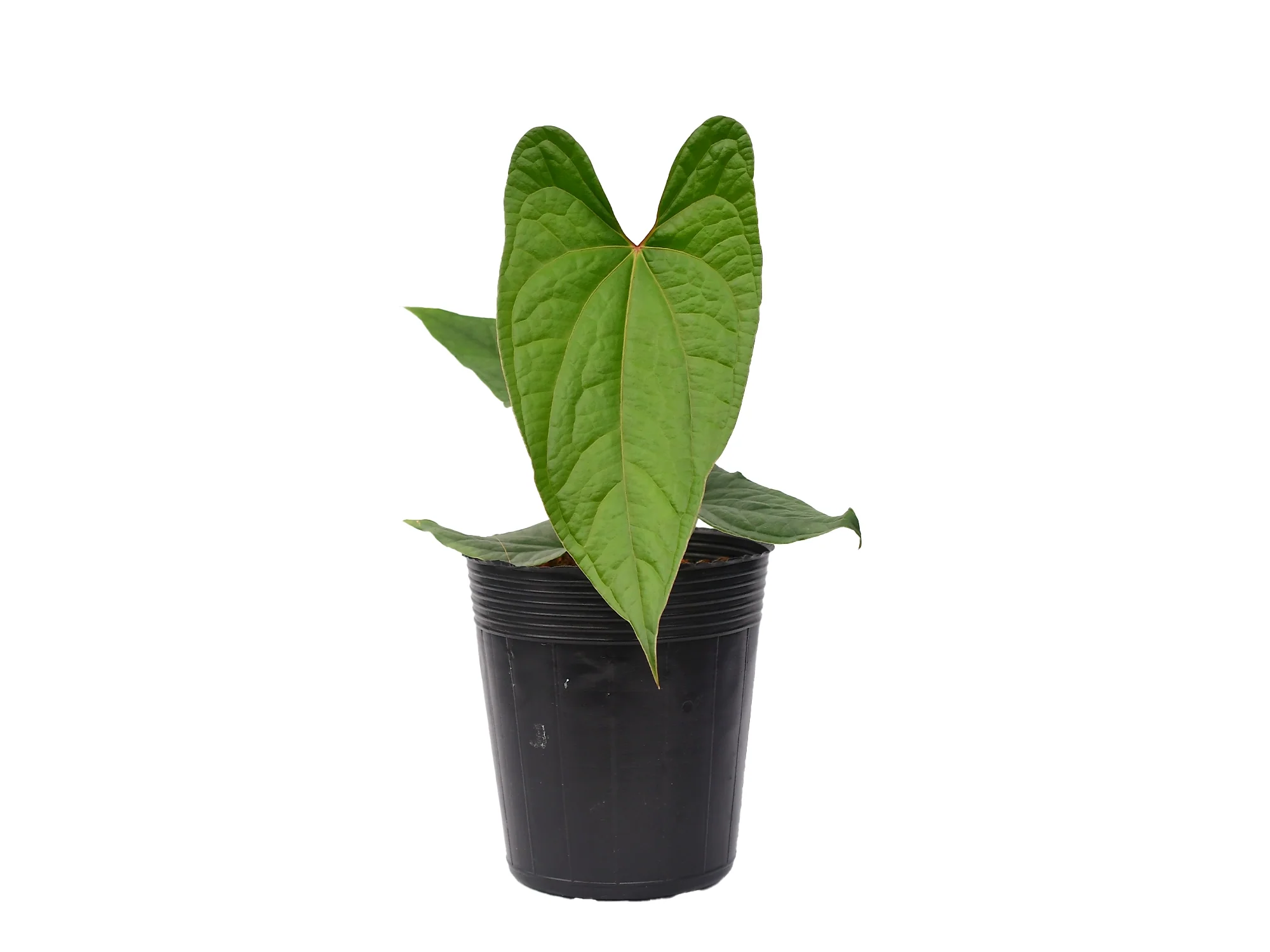 Anthurium Velvet Eclipse - Image 3