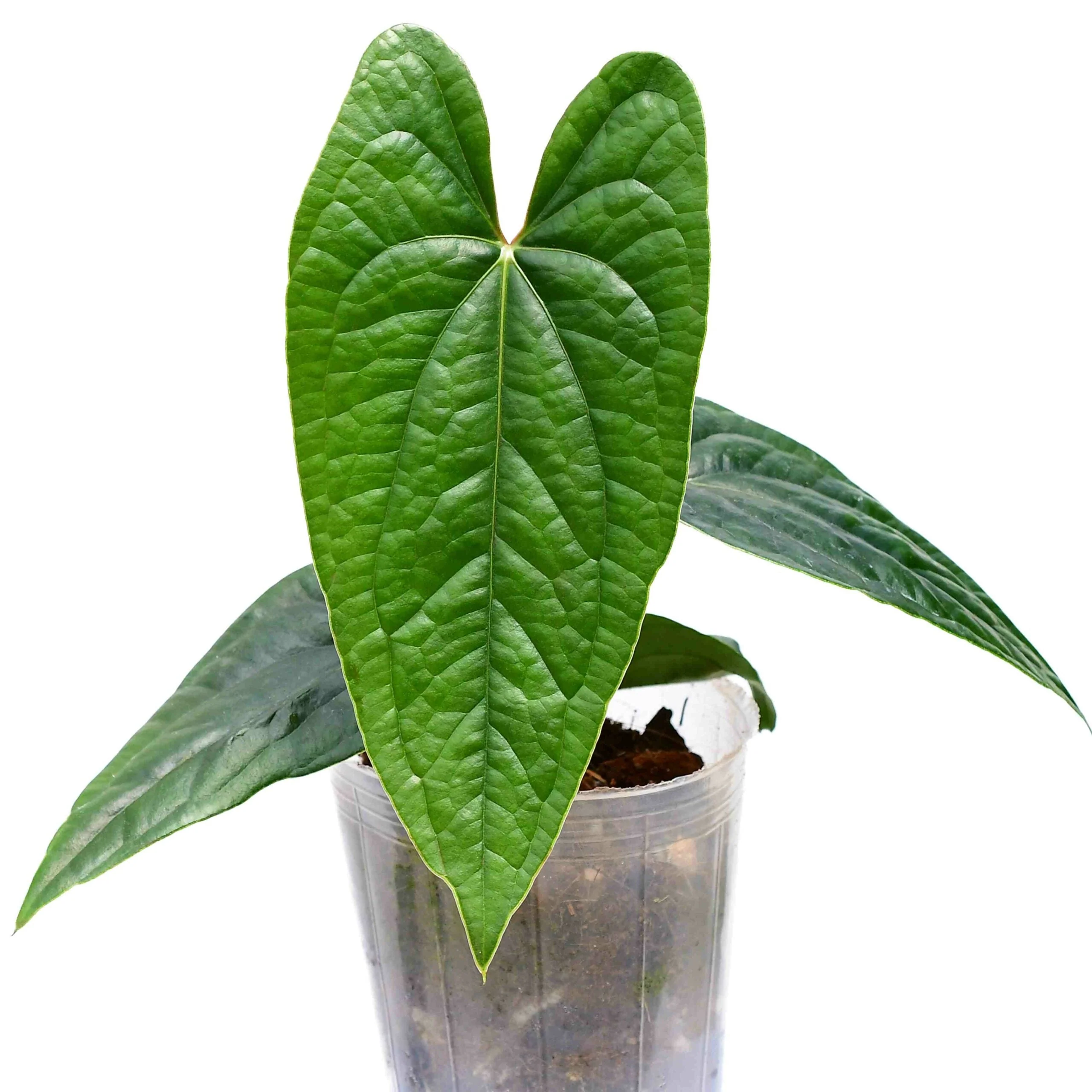 Anthurium Luxury Jungle S