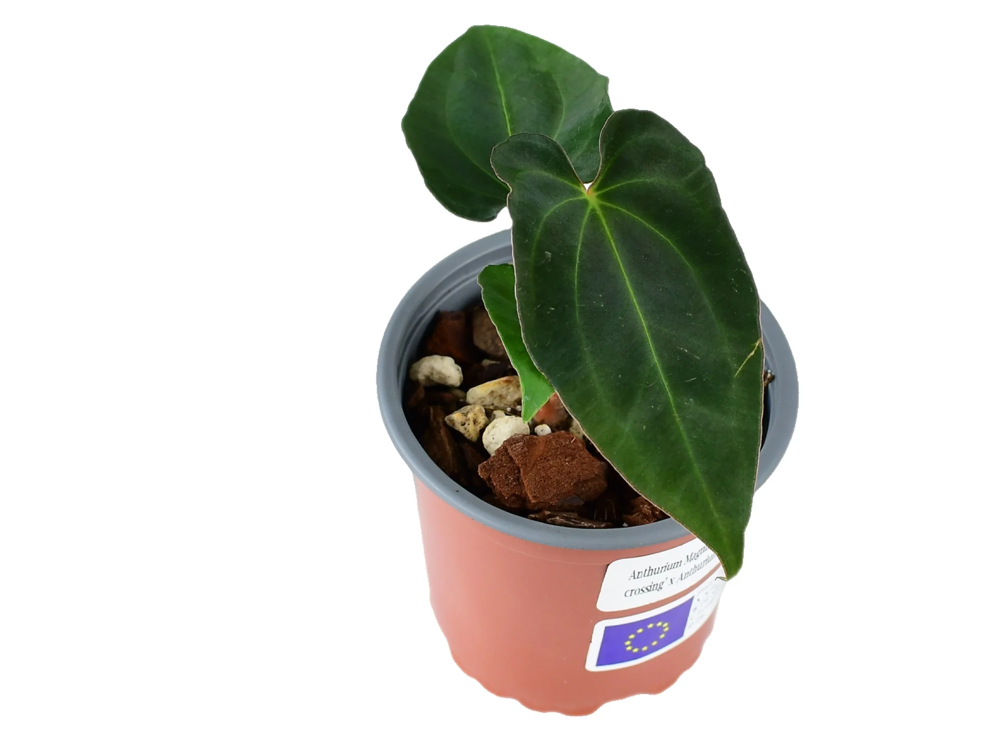 Anthurium Magnificent Girl "Inverse" x Anthurium papillilaminum s