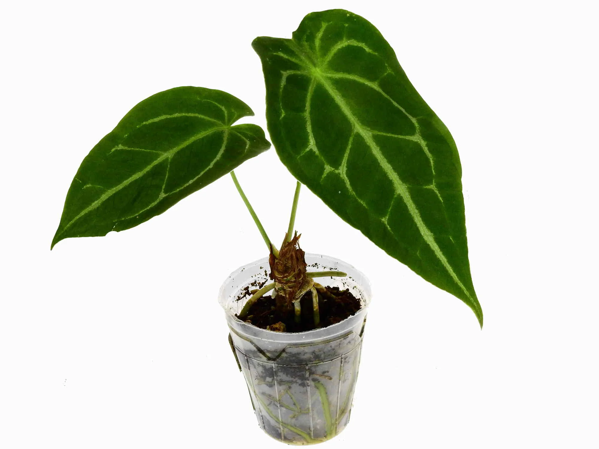 Anthurium Magnificent Silver