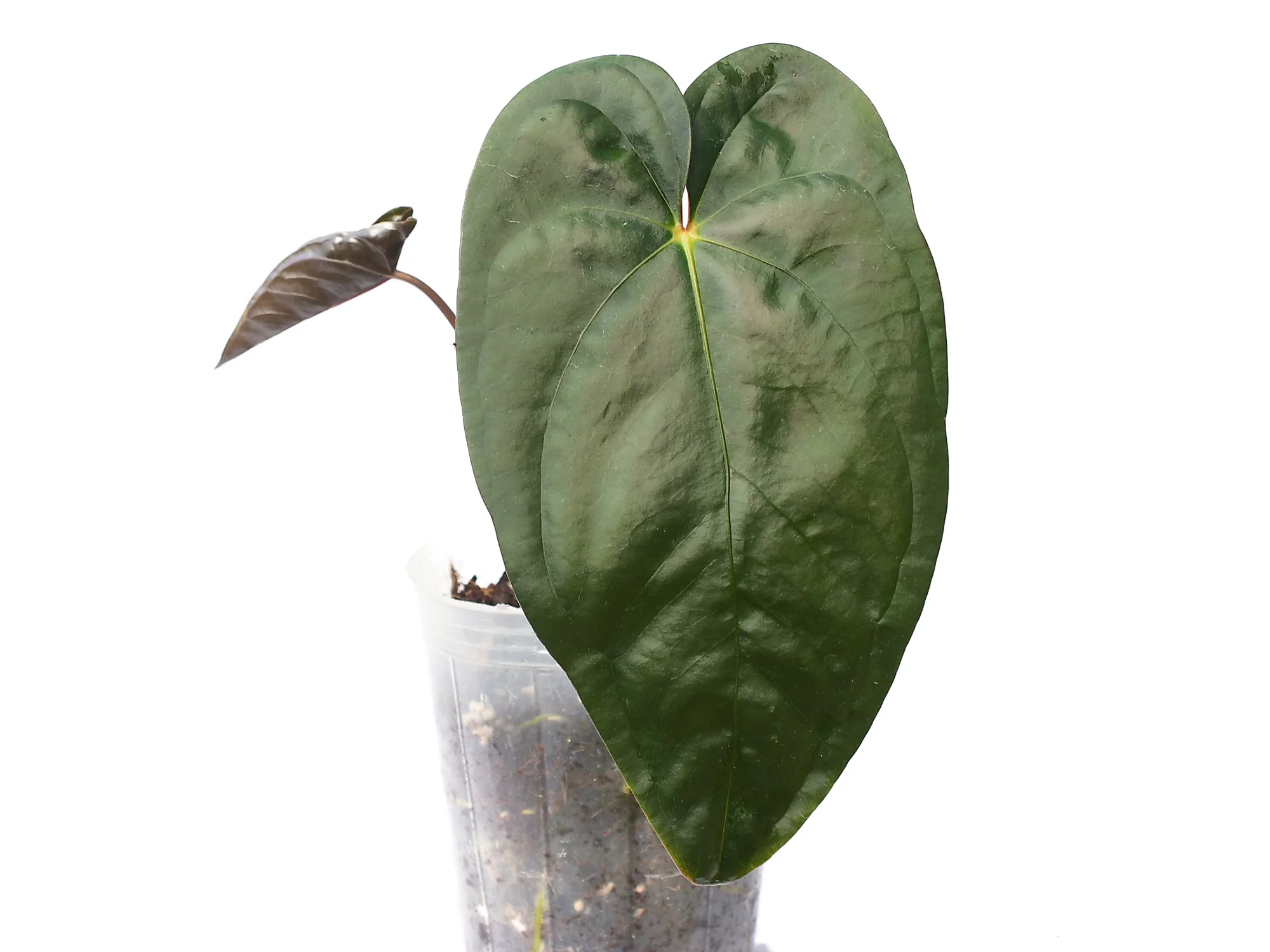 Anthurium Leonie Portilla