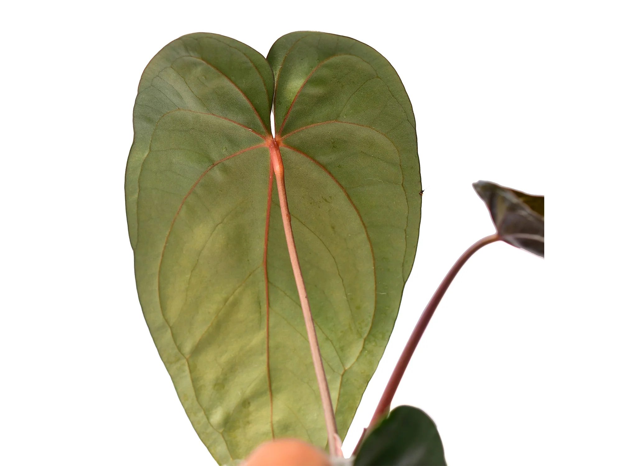 Anthurium Leonie Portilla - Image 2
