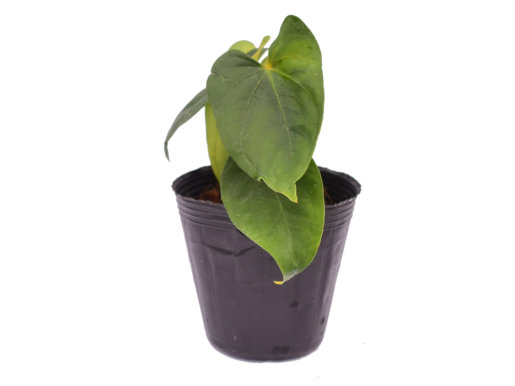 Anthurium Nouvelle Lune - Image 2