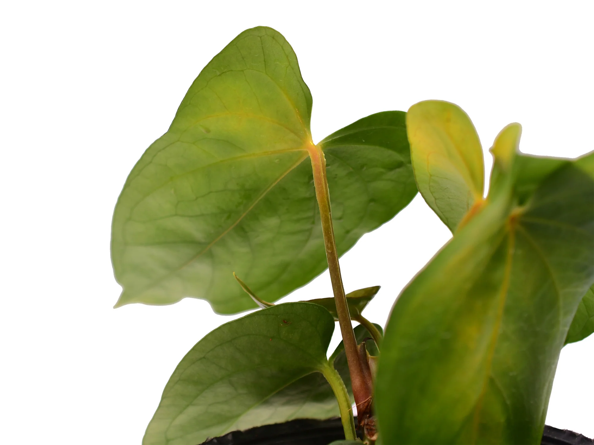 Anthurium Nouvelle Lune - Image 3