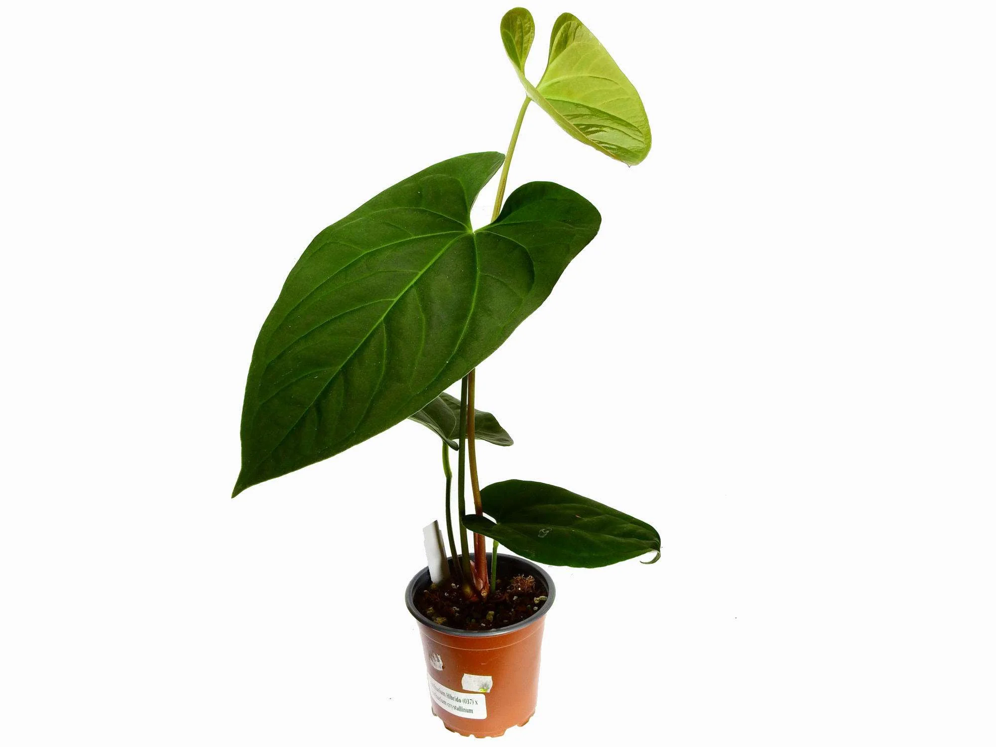 Anthurium Oro Verde
