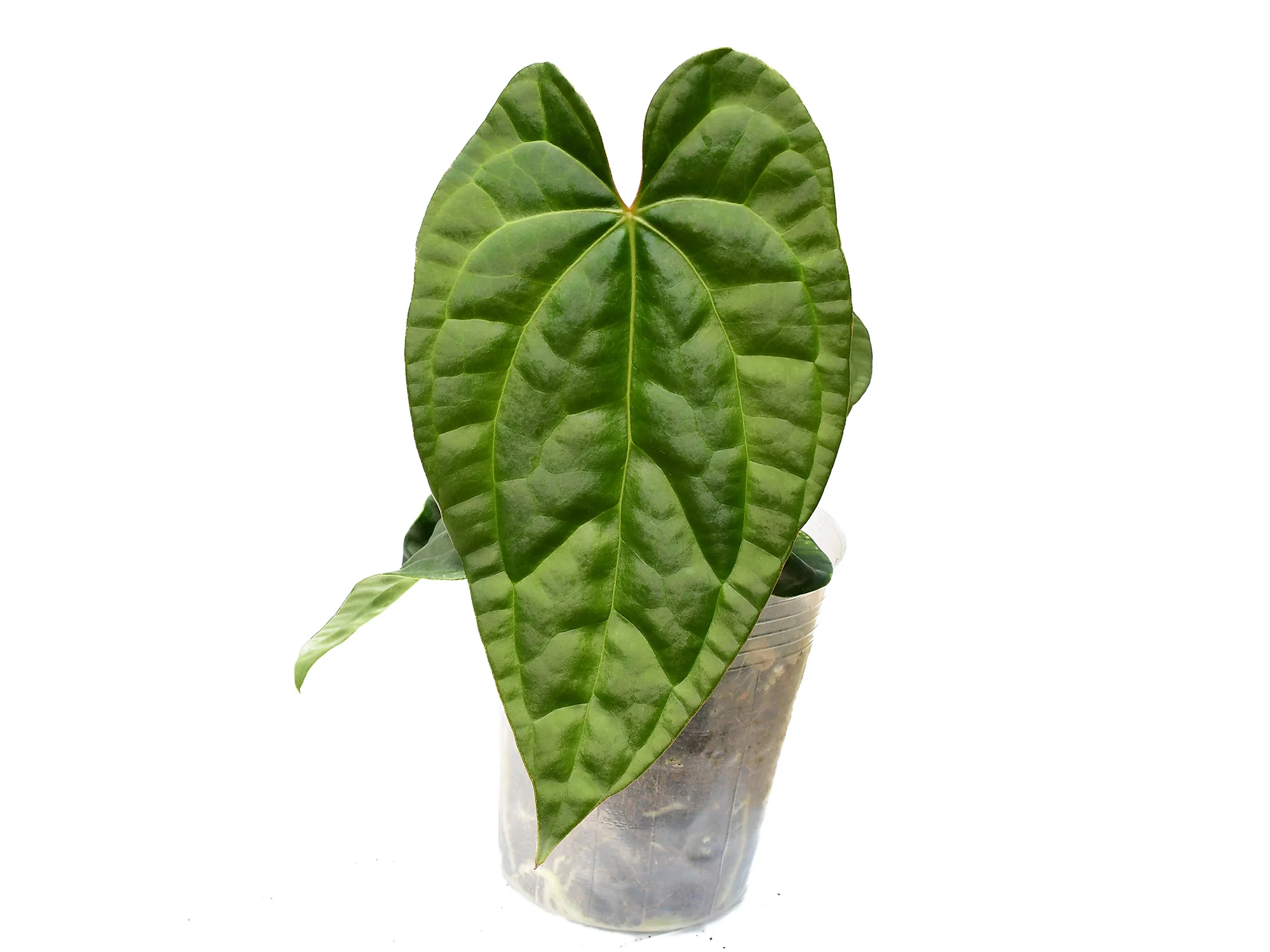 Anthurium Raven Soul 'Inverse crossing' - Image 2