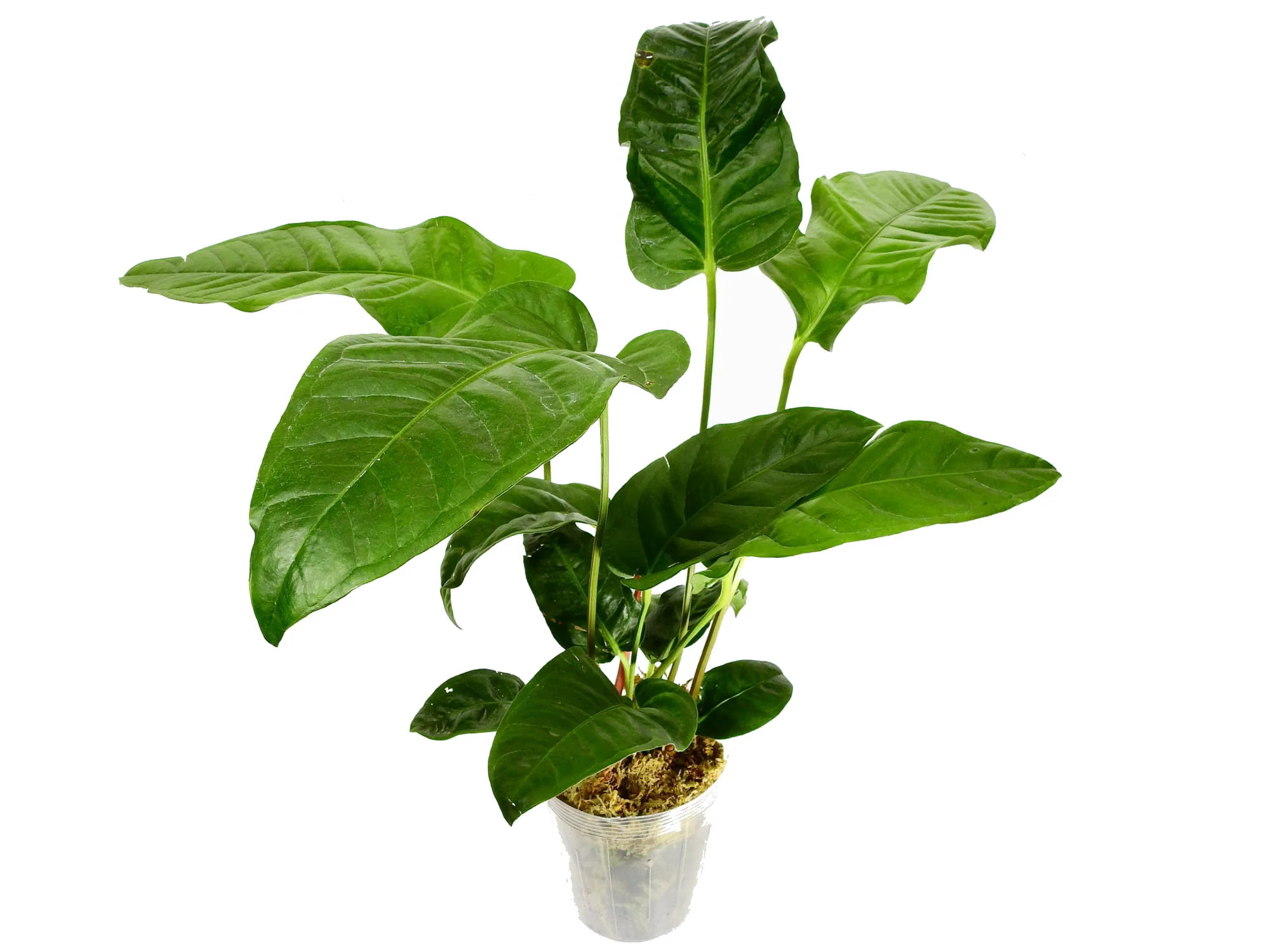 Anthurium (reflexinervium x pedatum)